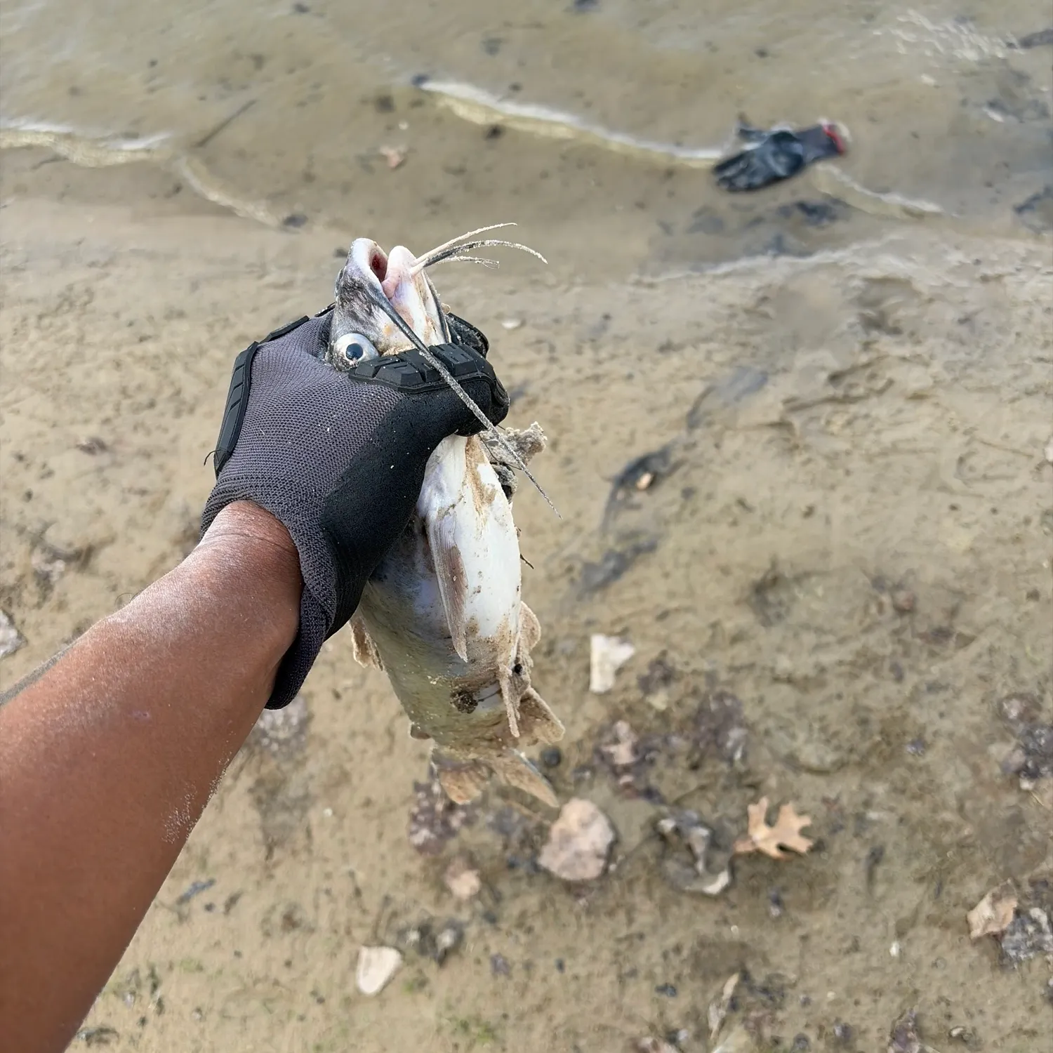 Channel catfish caught on Fishbrain
