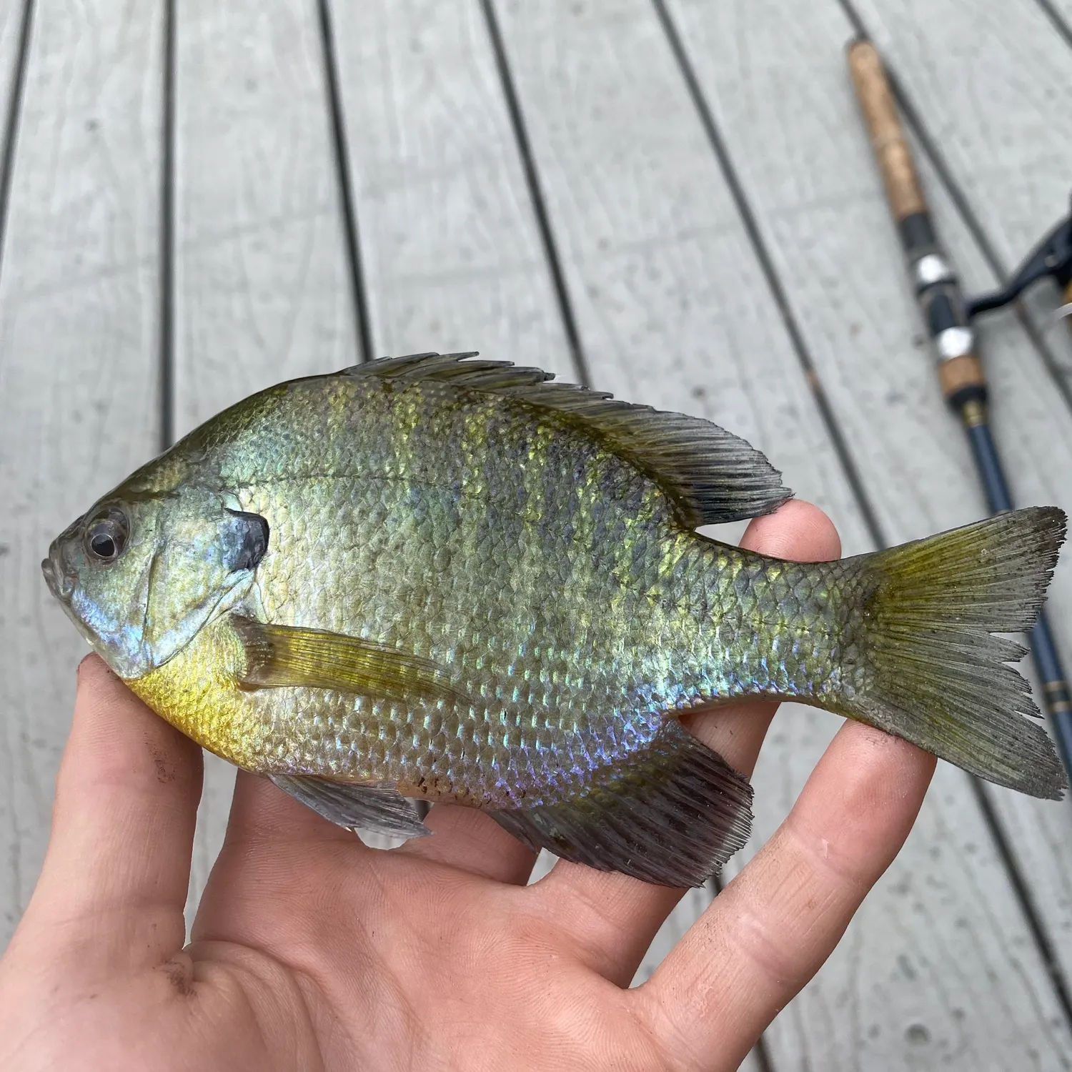 The most recent Dollar sunfish catches on Fishbrain