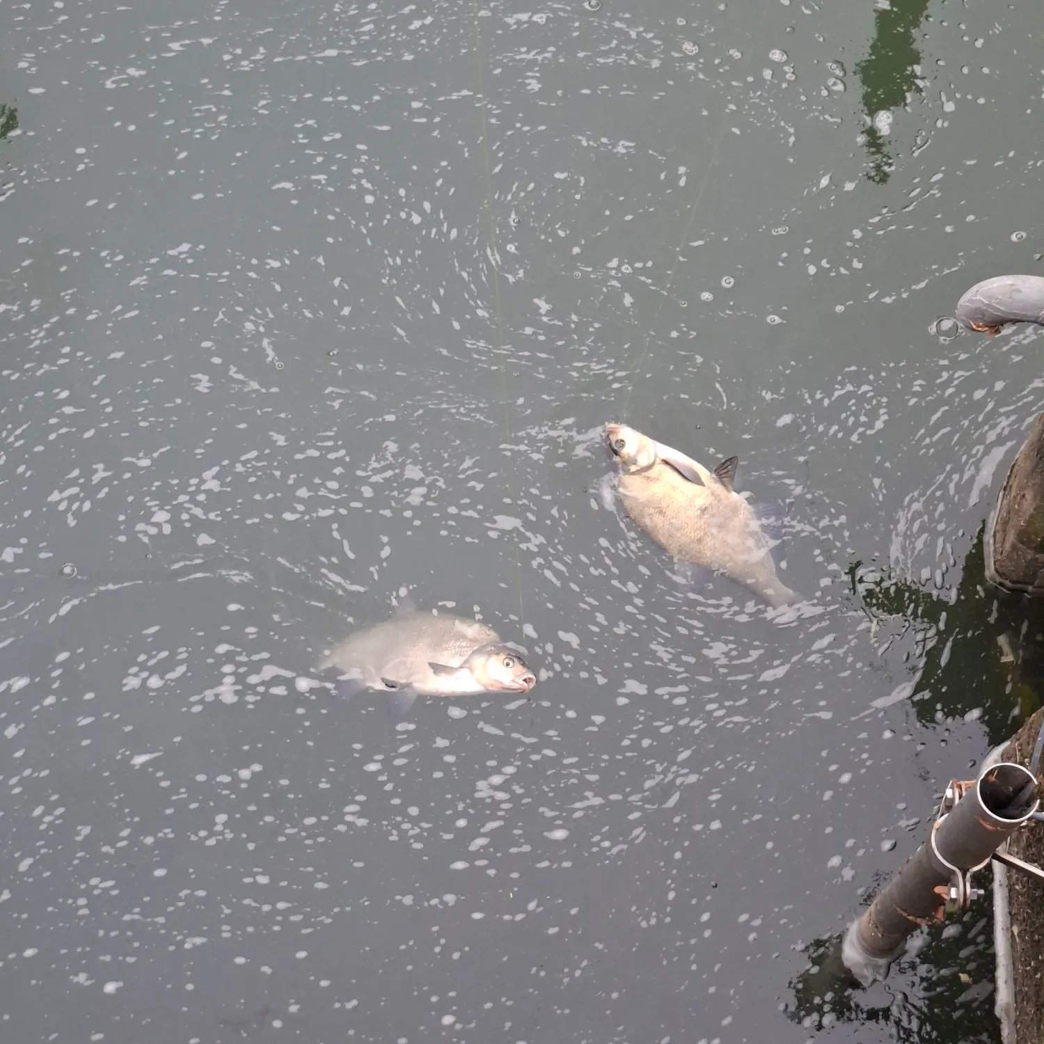 Common bream caught on Fishbrain