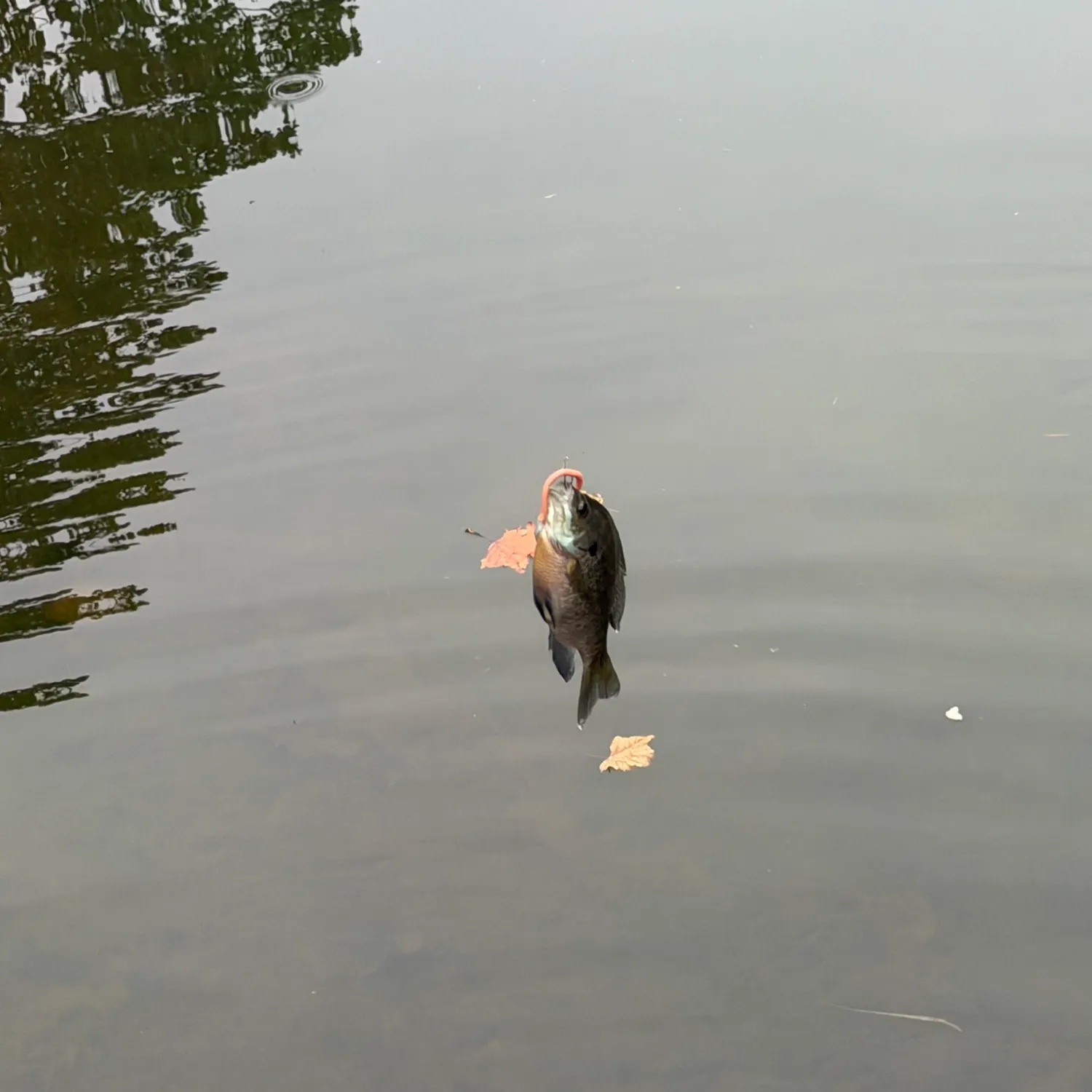 Fish caught on Fishbrain