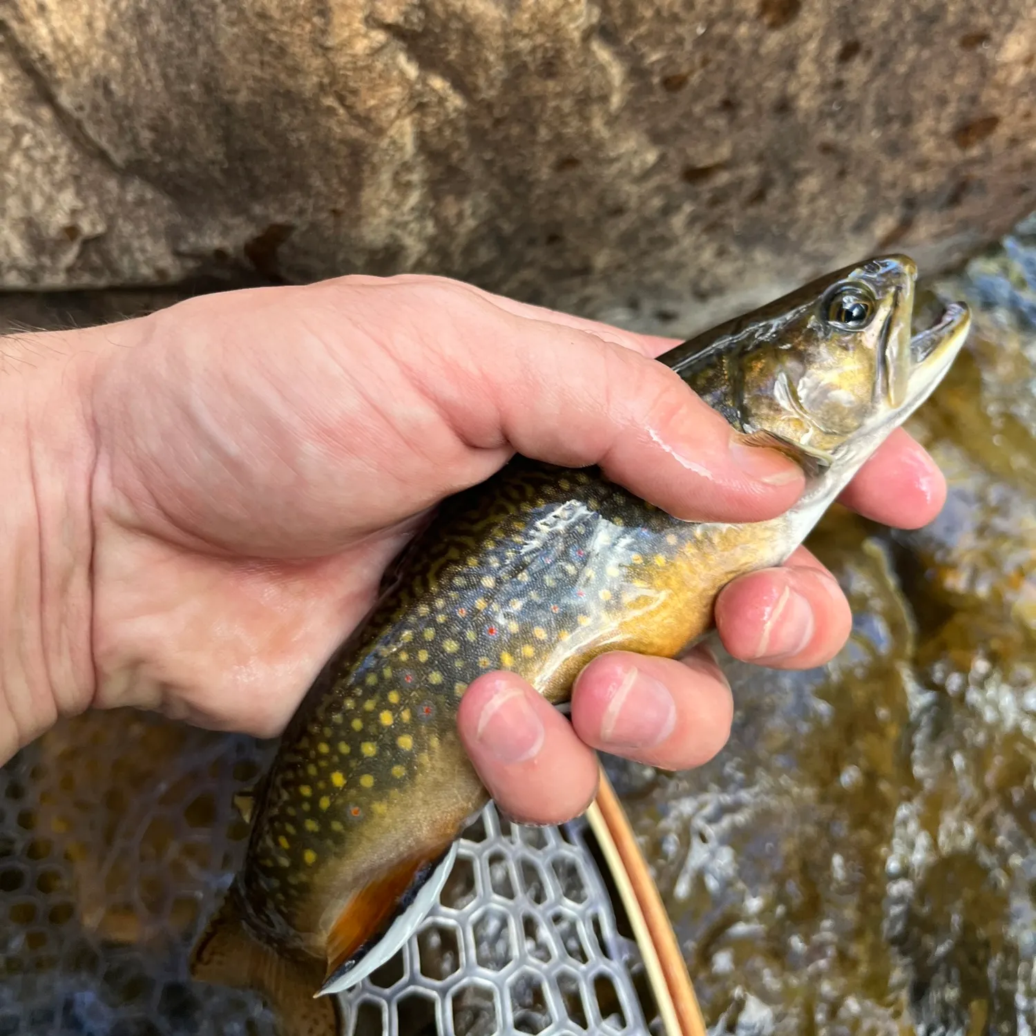 Brook trout caught on Fishbrain