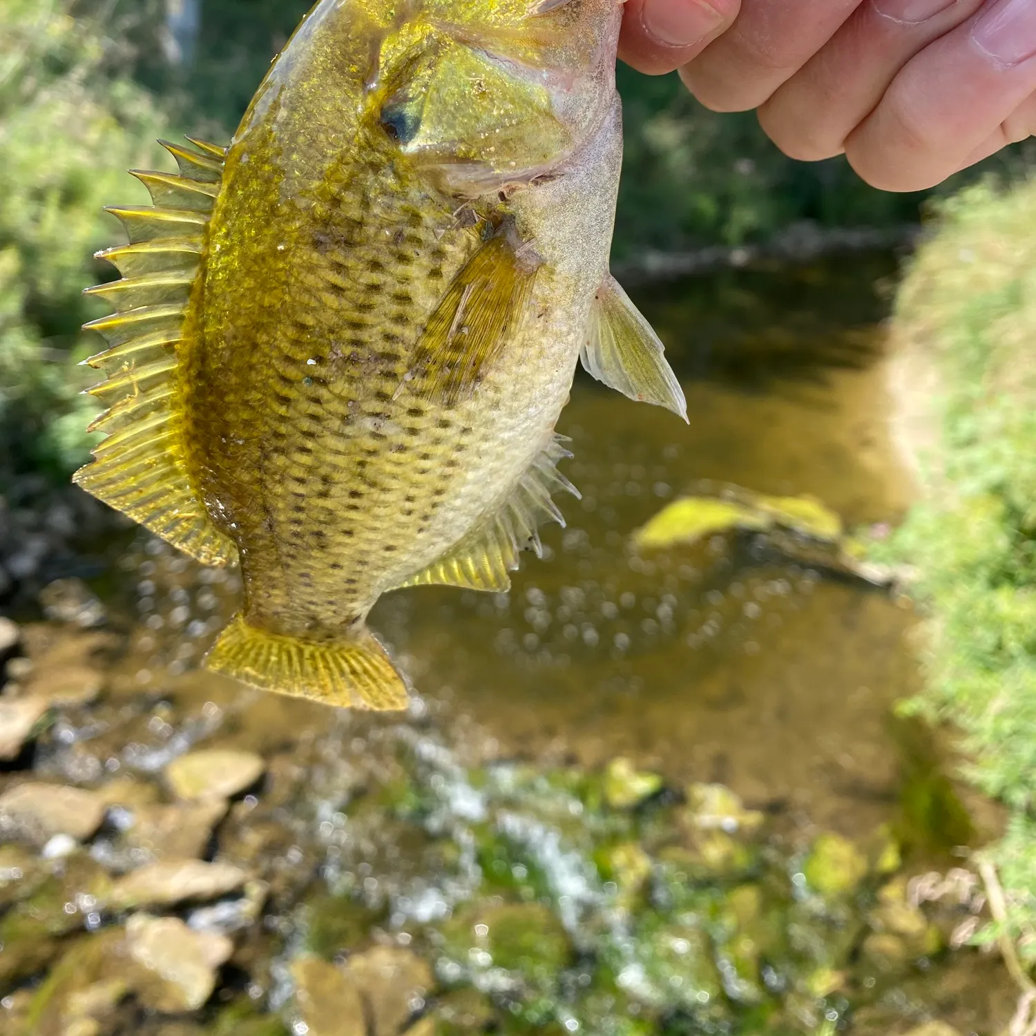 Rock bass caught on Fishbrain