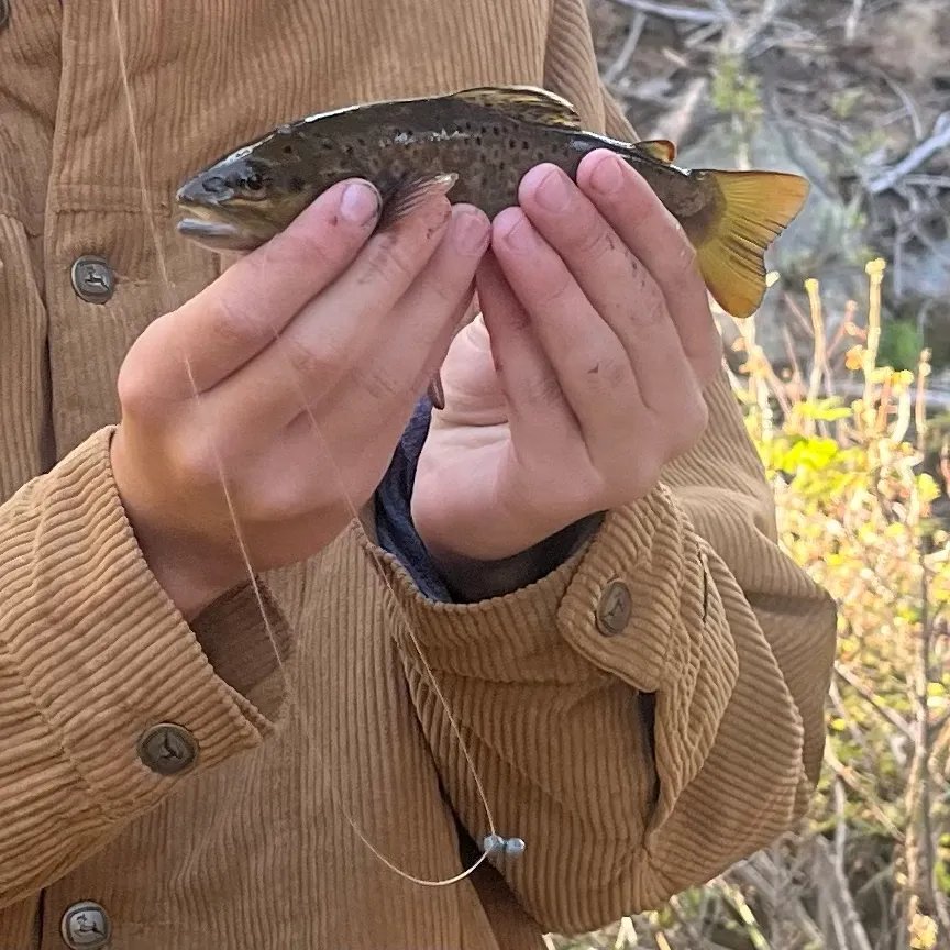 Brown trout caught on Fishbrain