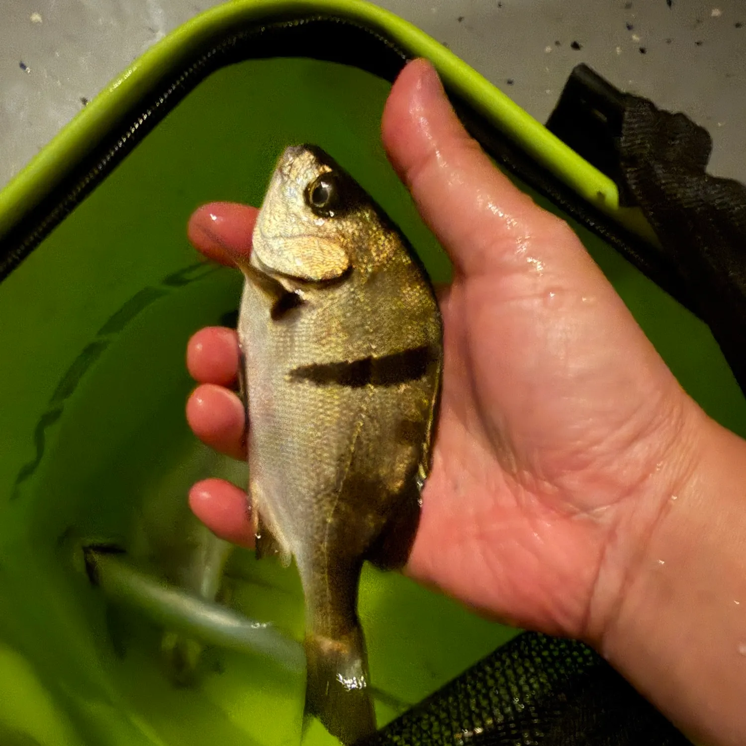The most recent Sargo catches on Fishbrain