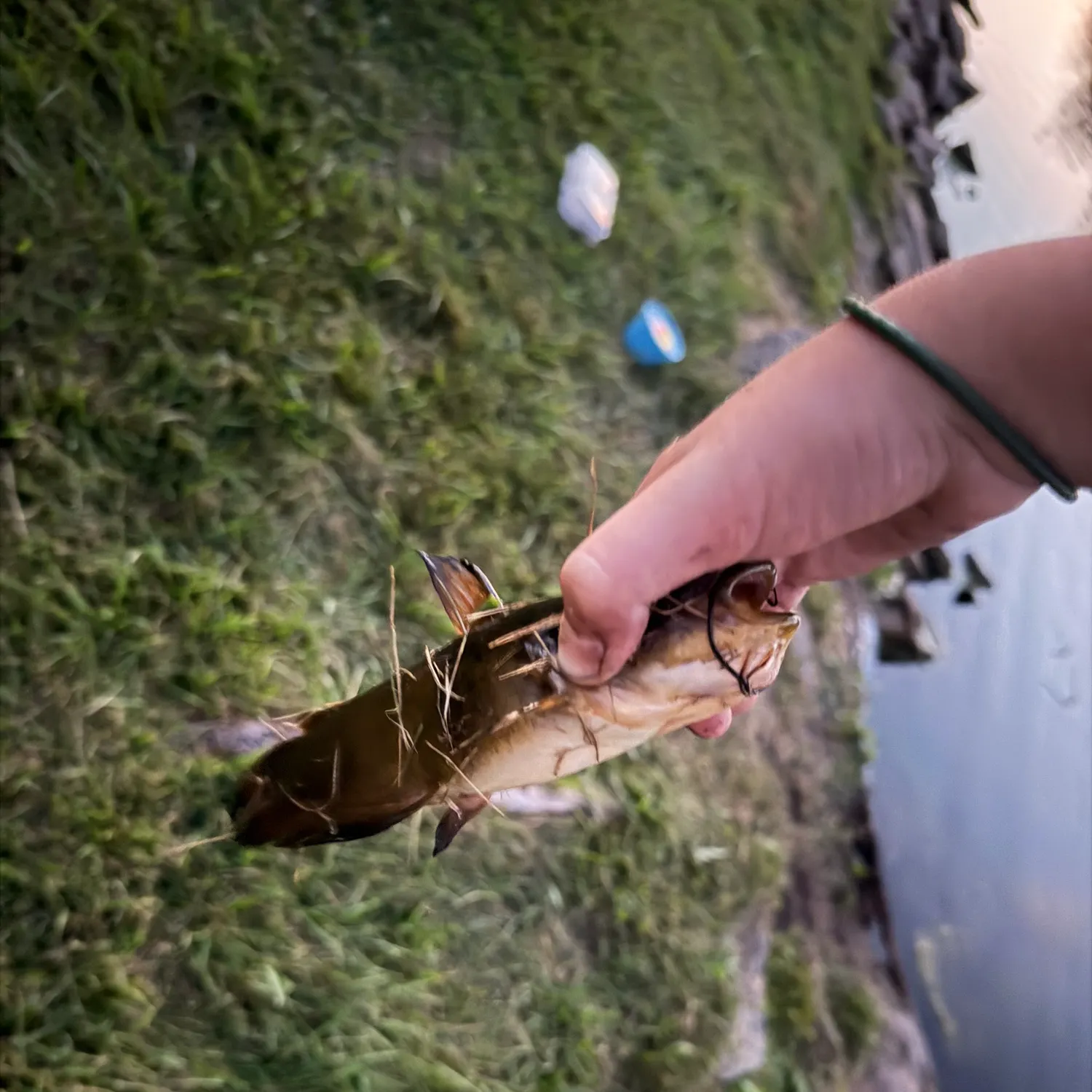 Black bullhead caught on Fishbrain