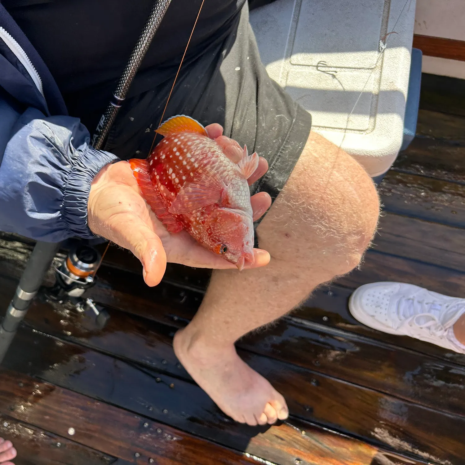 The most recent Crimsonband wrasse catches on Fishbrain