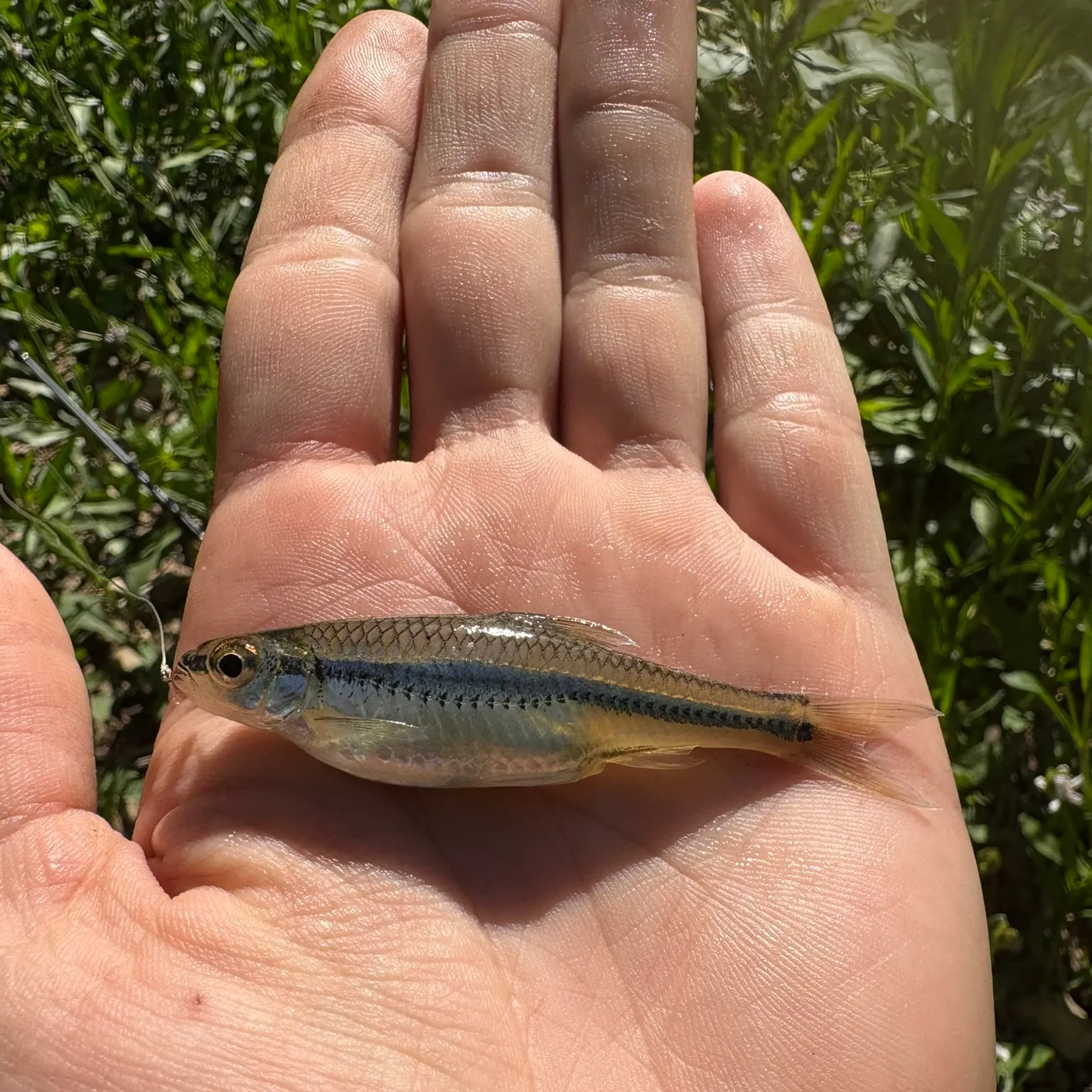 The most recent Bigeye shiner catches on Fishbrain