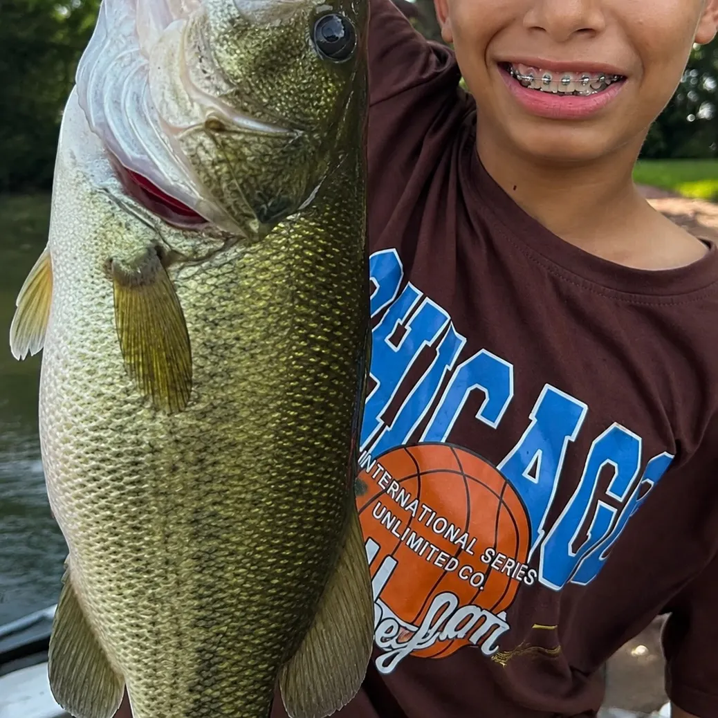 Largemouth bass caught on Fishbrain