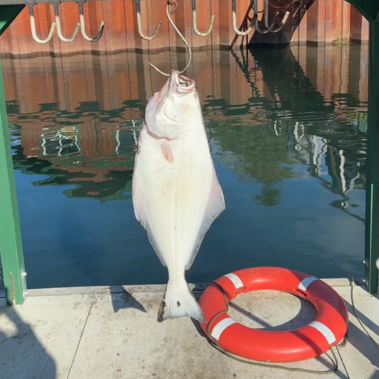 Pacific halibut caught on Fishbrain