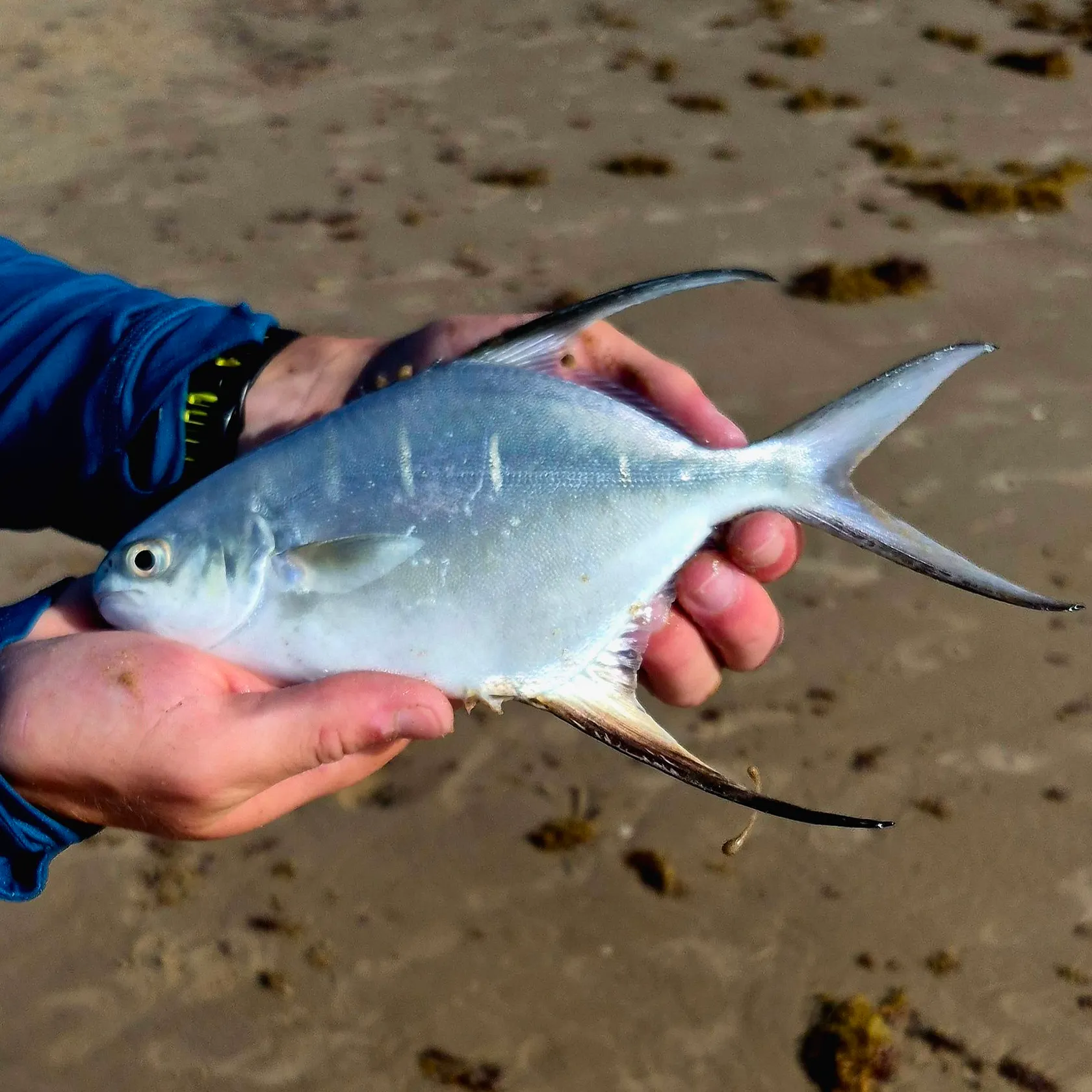 The most recent Palometa catches on Fishbrain