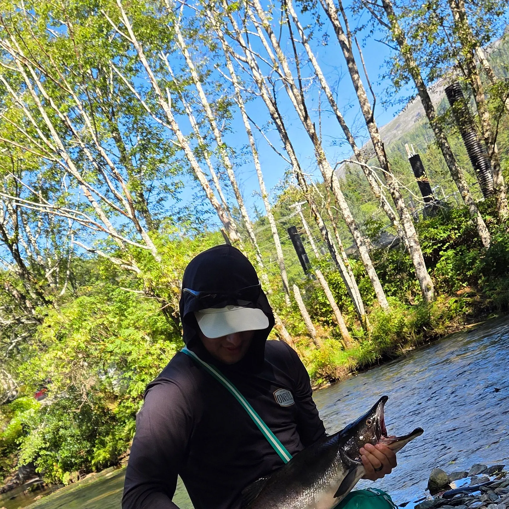 Pink salmon caught on Fishbrain