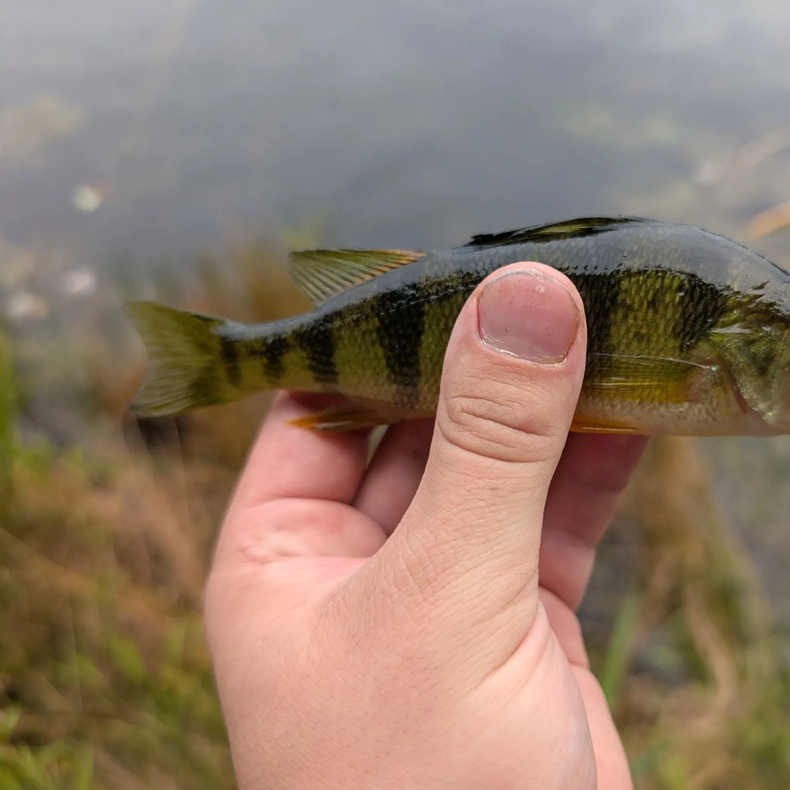 Yellow perch caught on Fishbrain