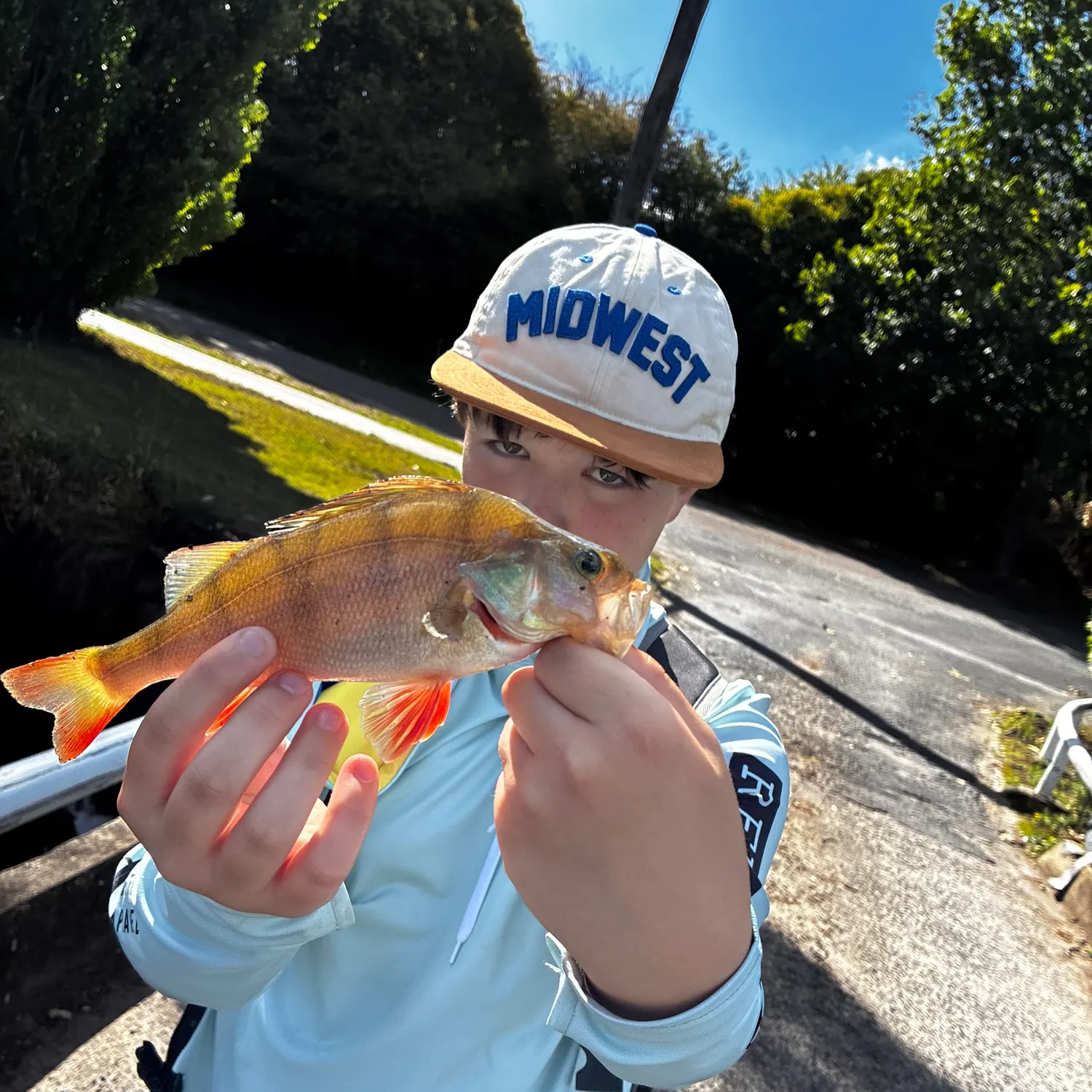 The most recent European perch catches on Fishbrain