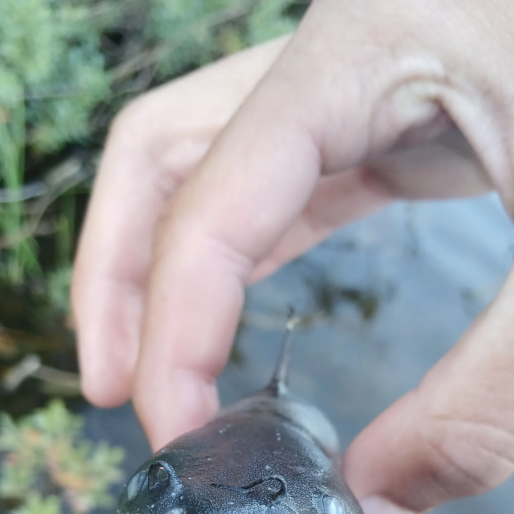 Channel catfish caught on Fishbrain