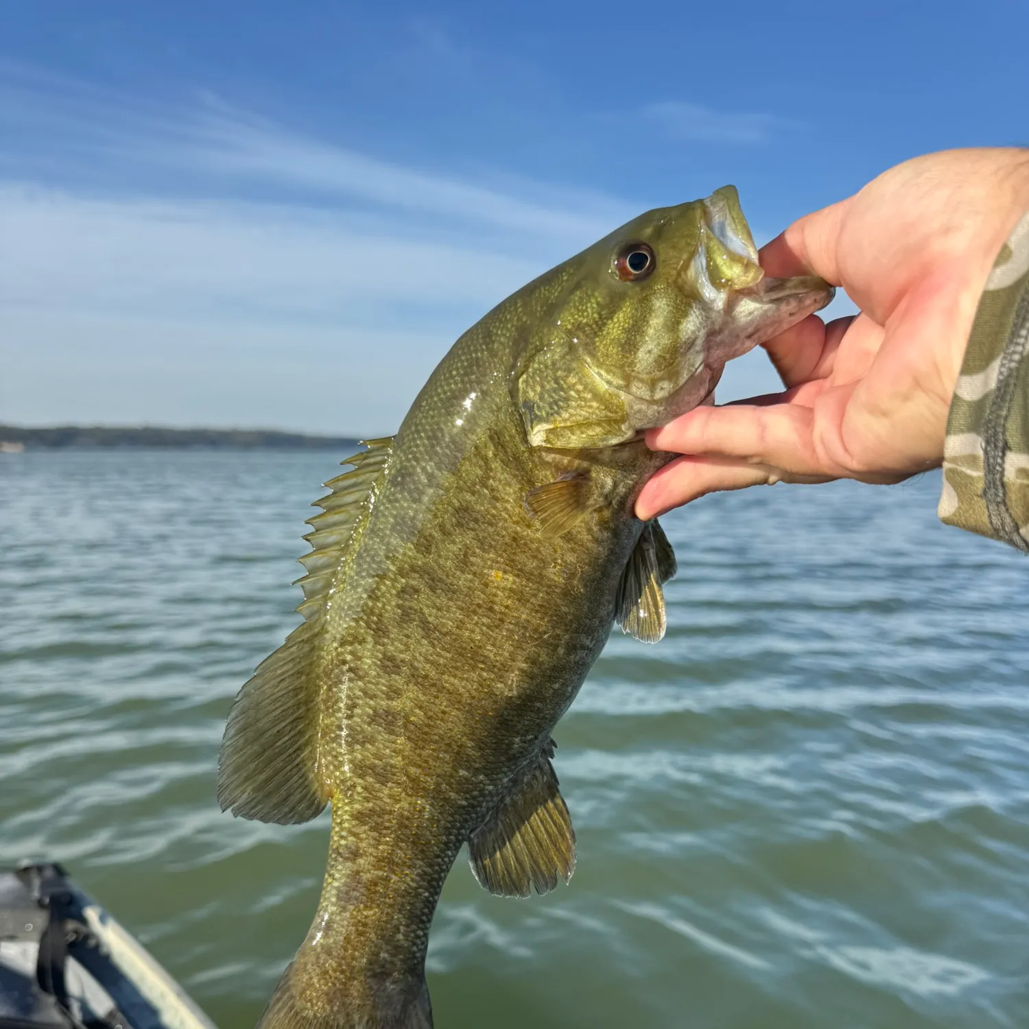 Smallmouth bass caught on Fishbrain