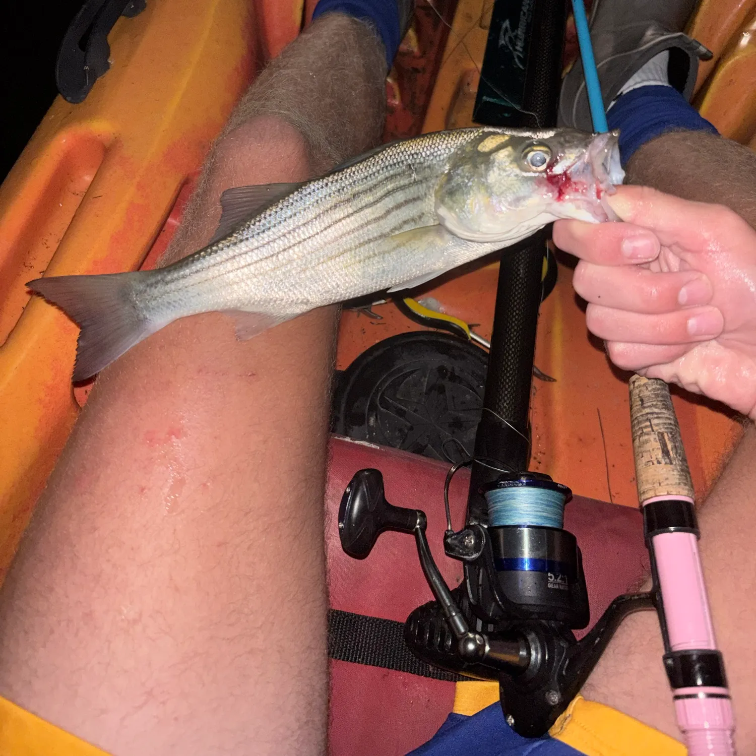 Striped bass caught on Fishbrain
