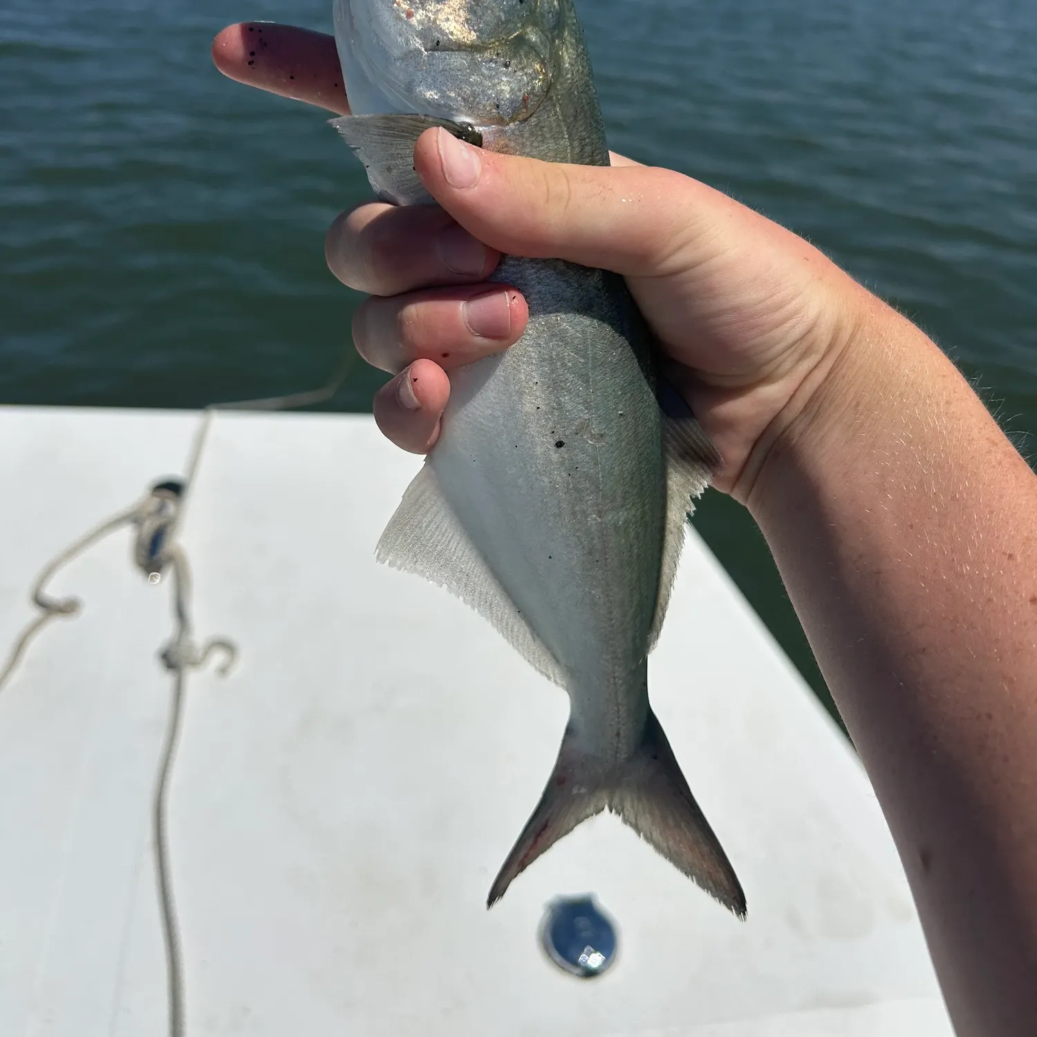 Bluefish caught on Fishbrain