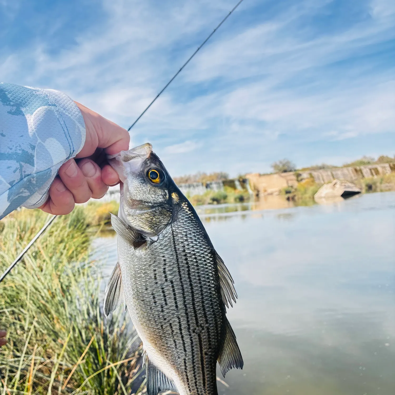 White bass caught on Fishbrain