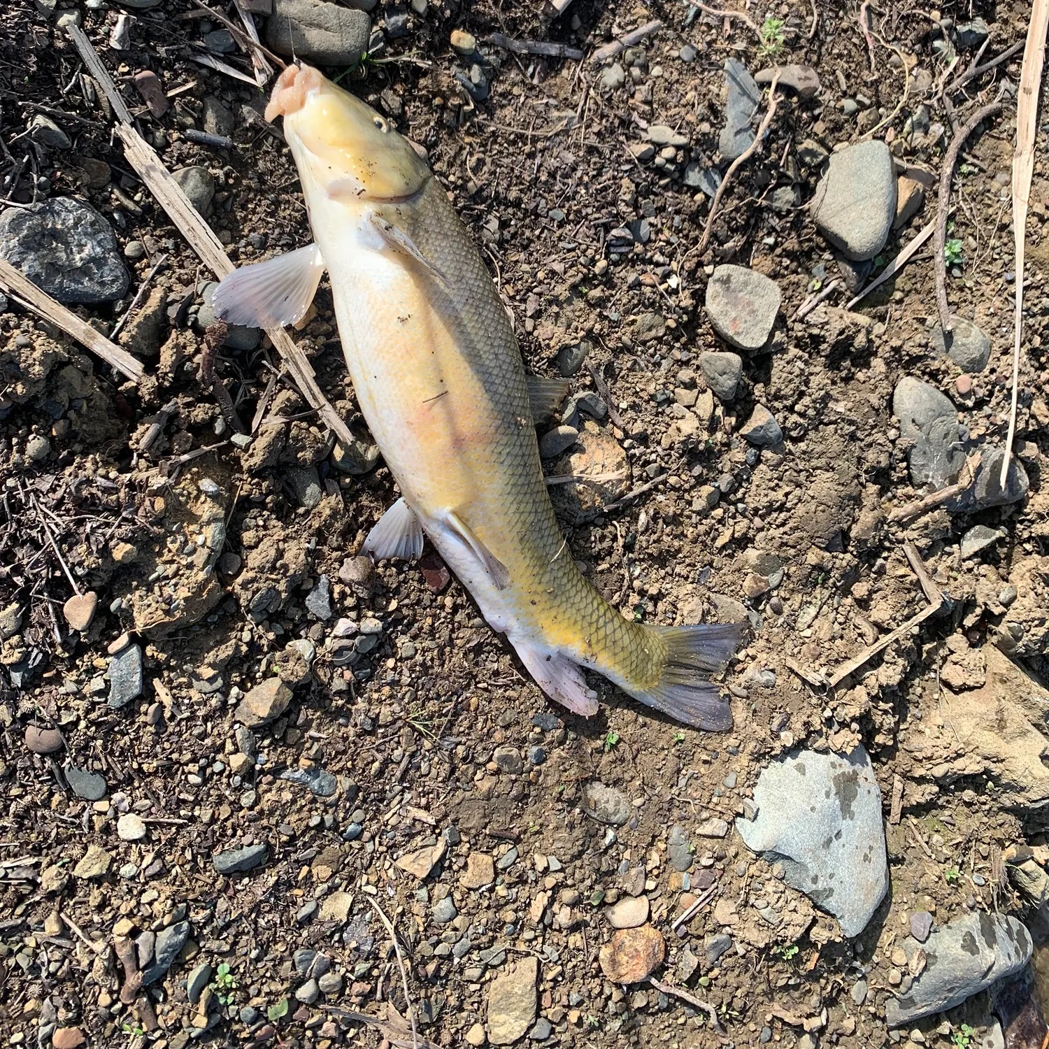 The most recent Largescale sucker catches on Fishbrain