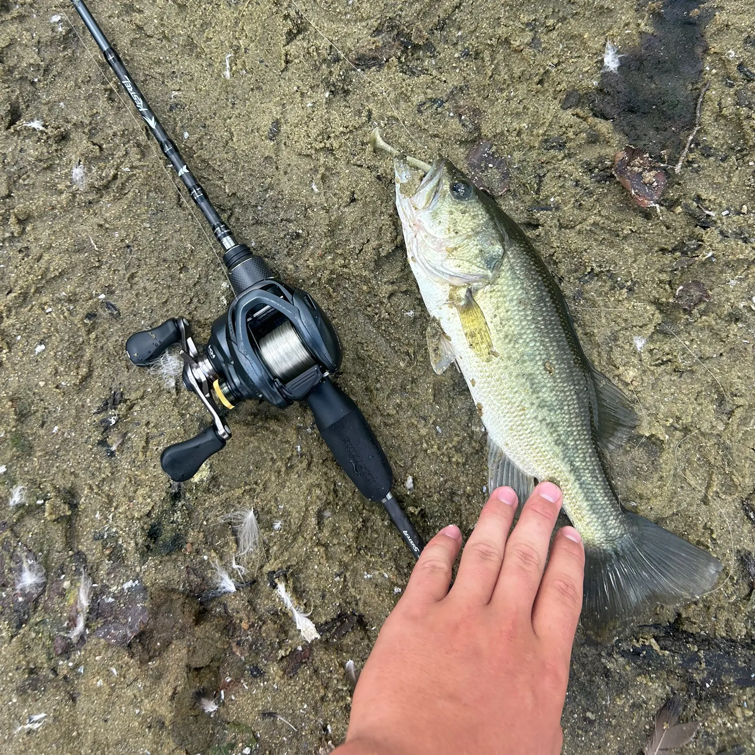 Largemouth bass caught on Fishbrain
