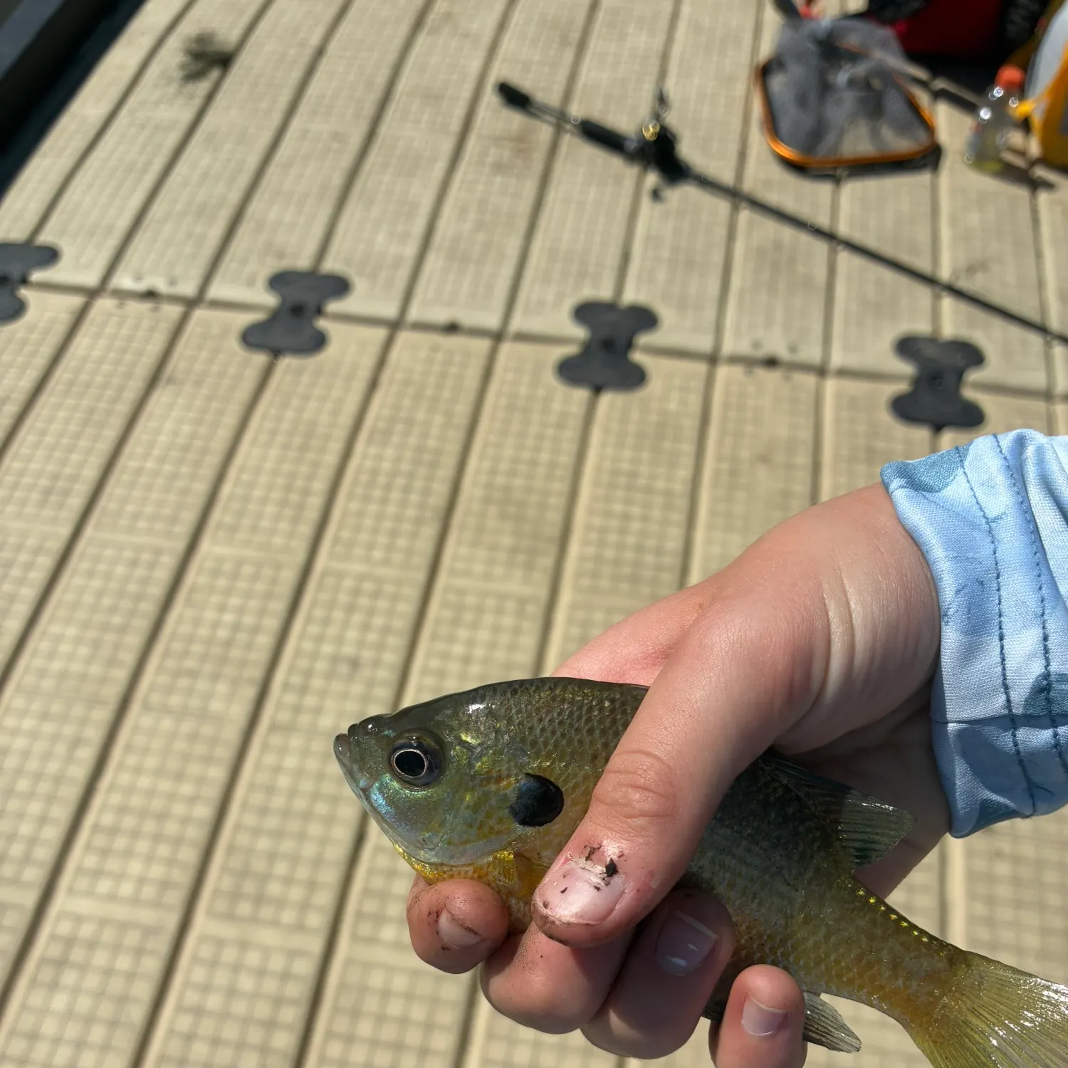 Bluegill caught on Fishbrain