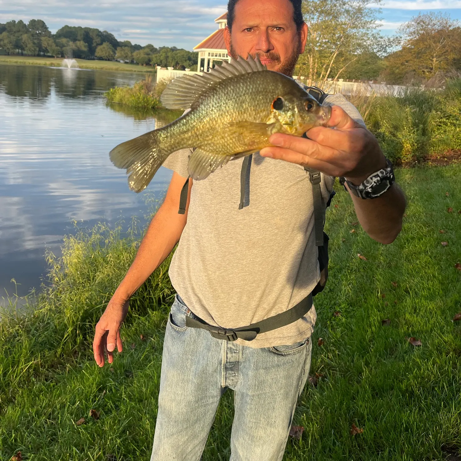 Redear sunfish caught on Fishbrain