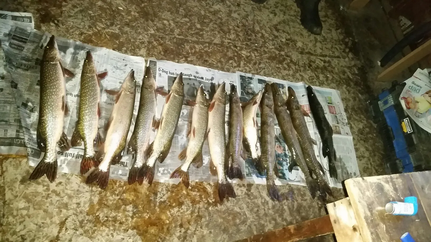 recently logged catches