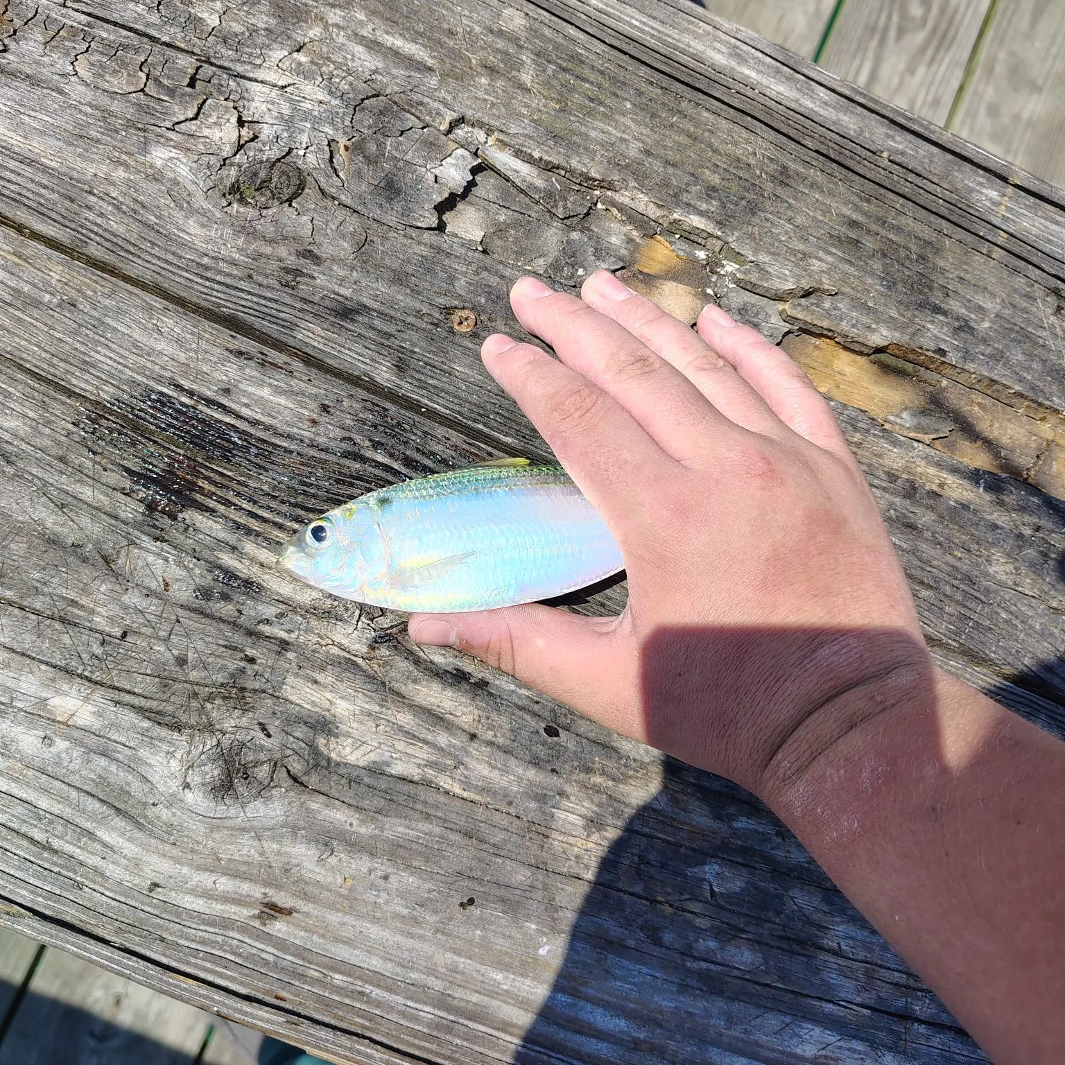 most liked catch image