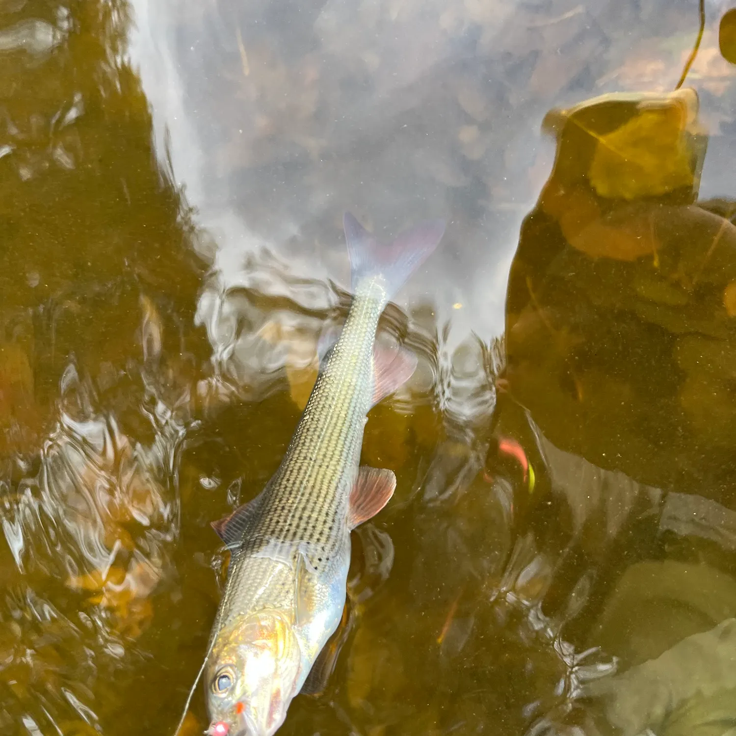 The most recent European grayling catches on Fishbrain