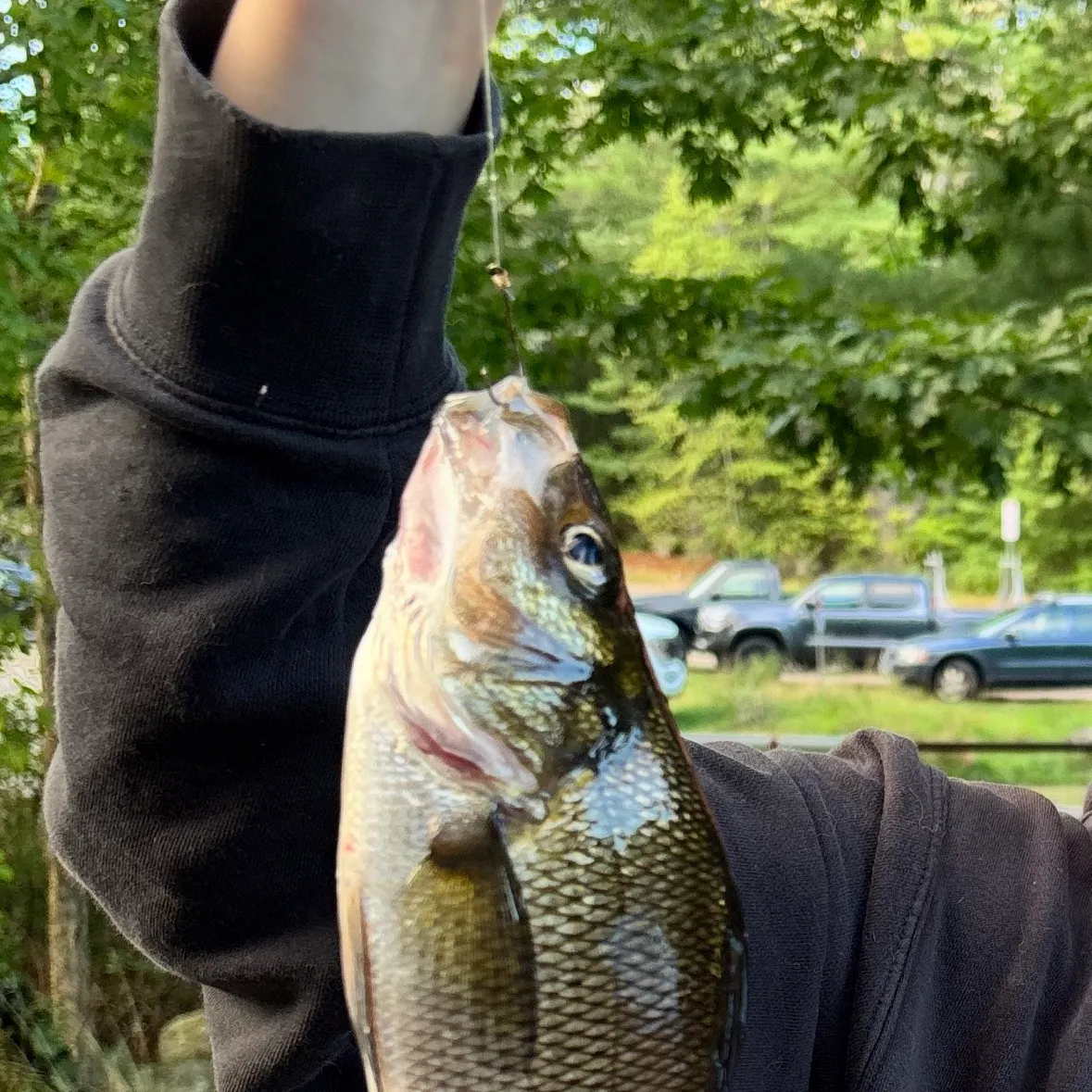 White perch caught on Fishbrain