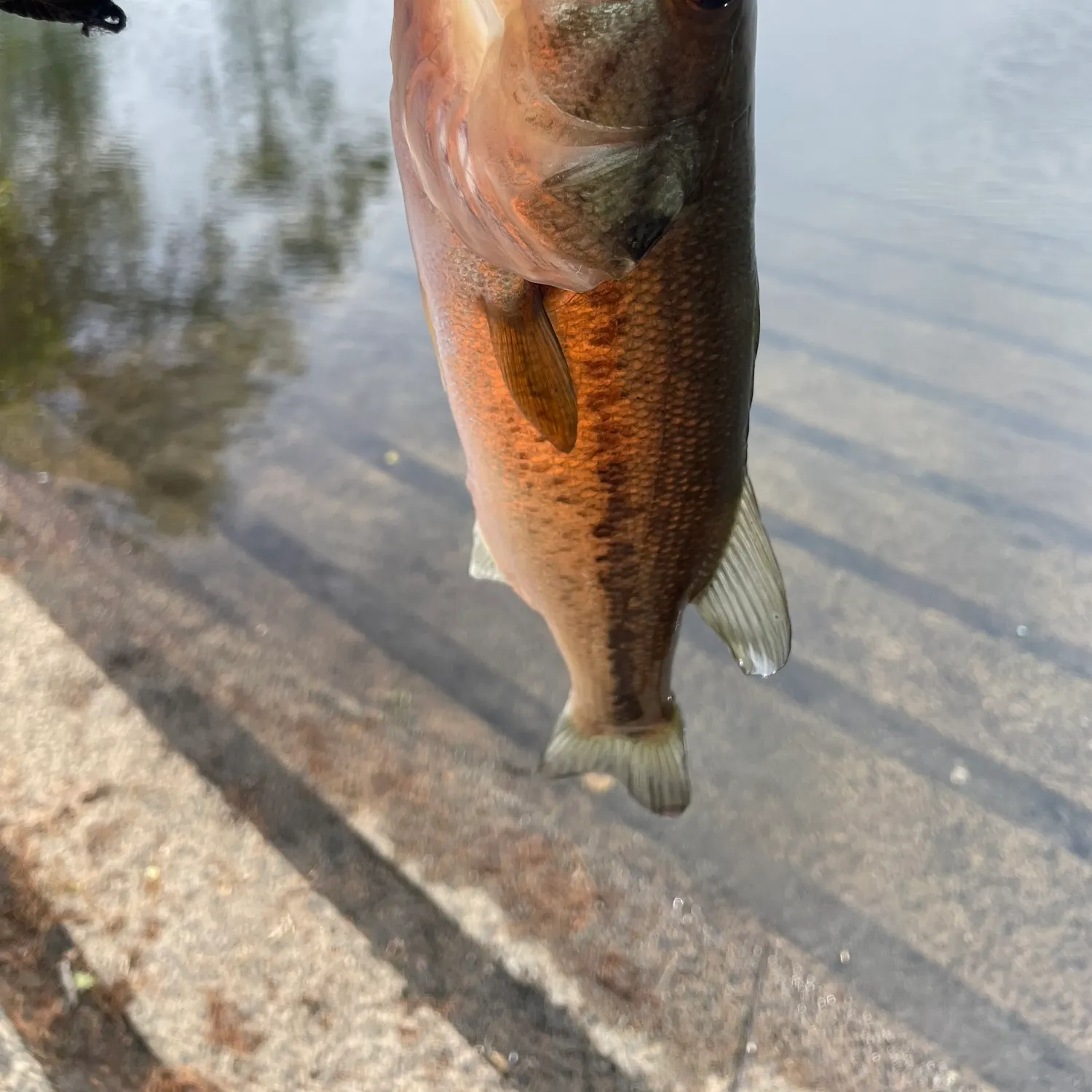 angler catch
