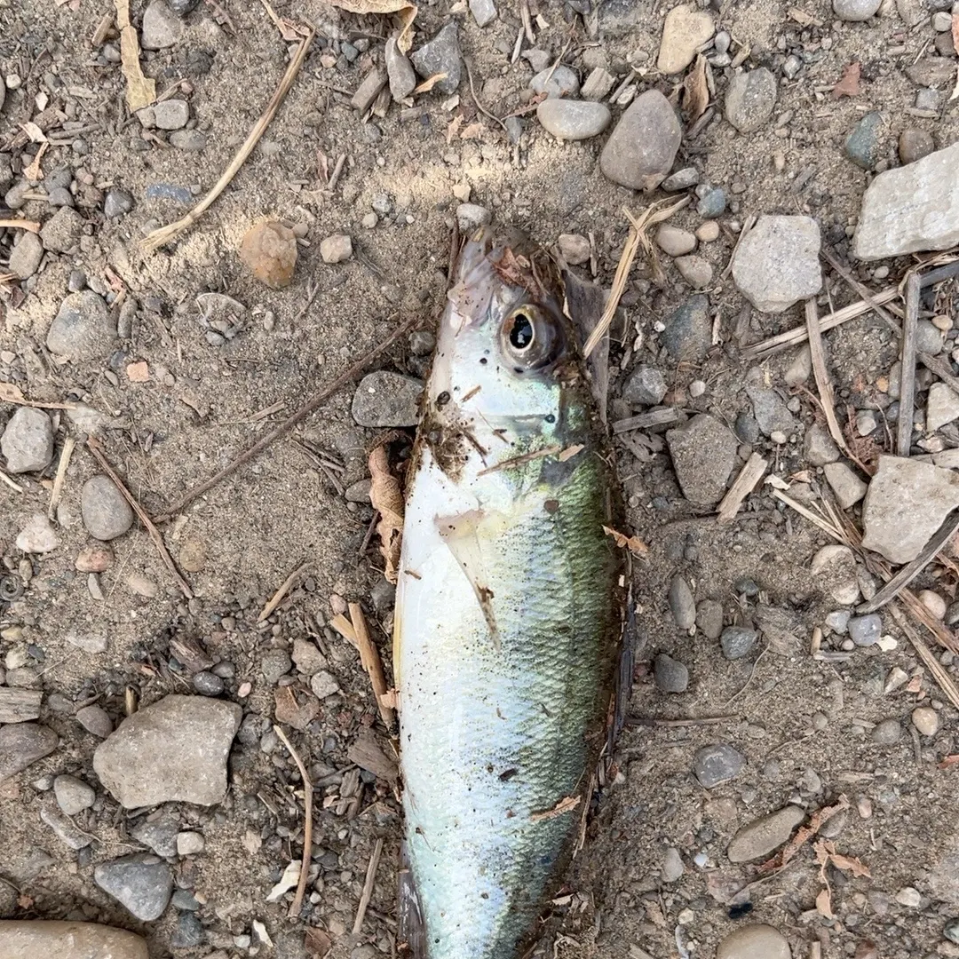 The most recent American shad catches on Fishbrain