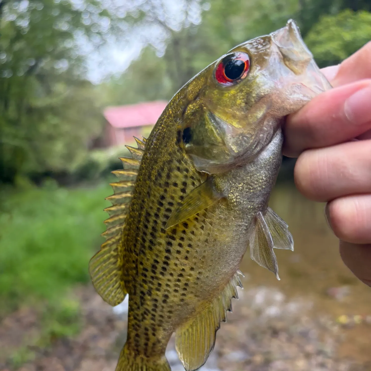 Rock bass caught on Fishbrain