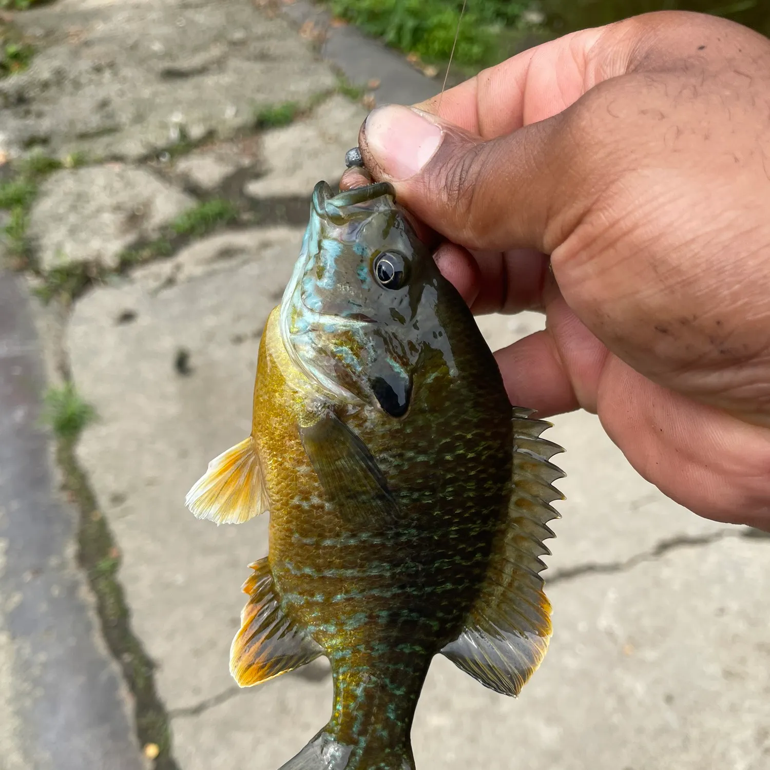 catch