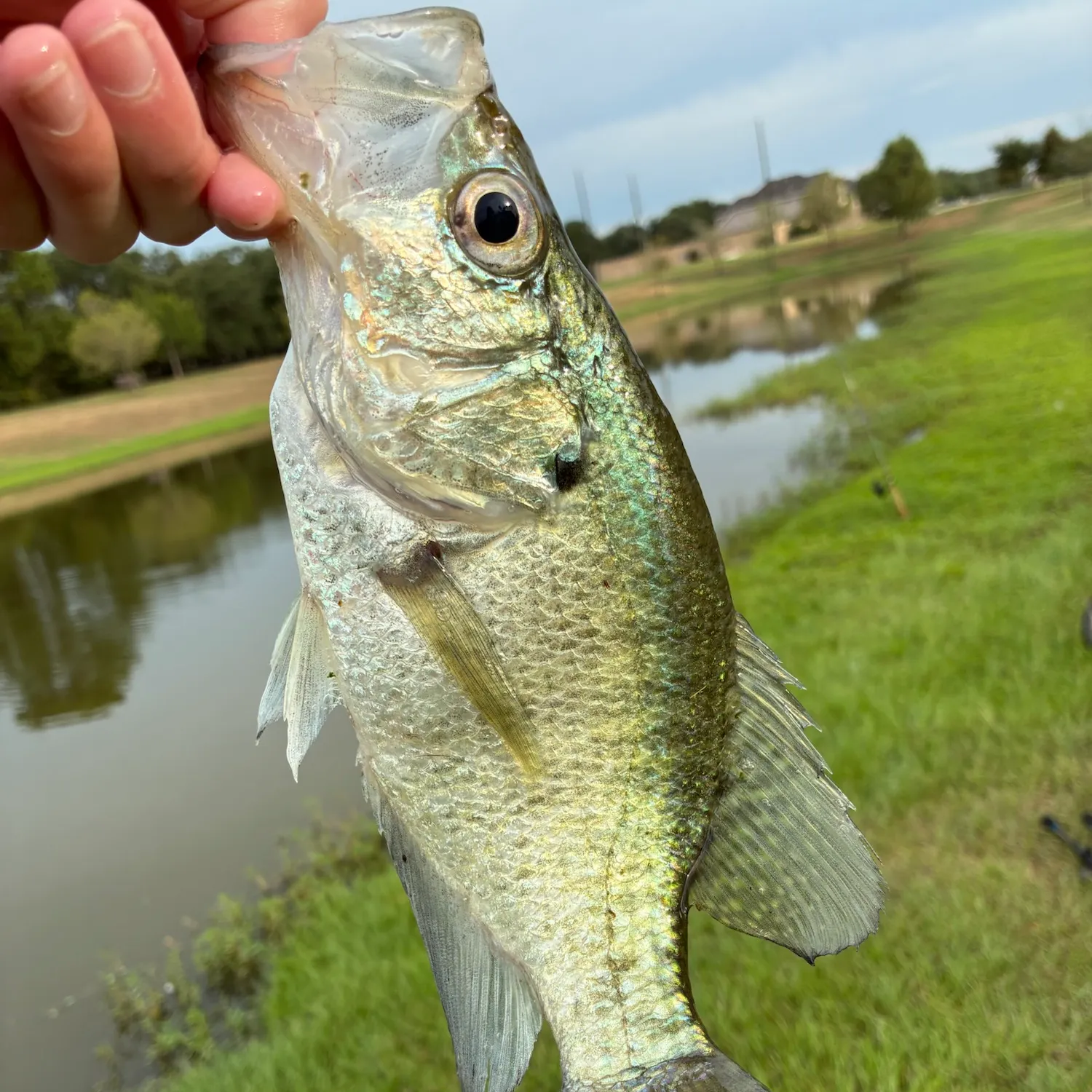 White crappie caught on Fishbrain