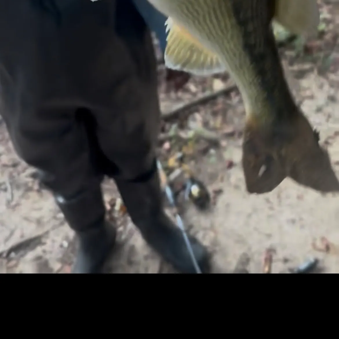 Spotted bass caught on Fishbrain