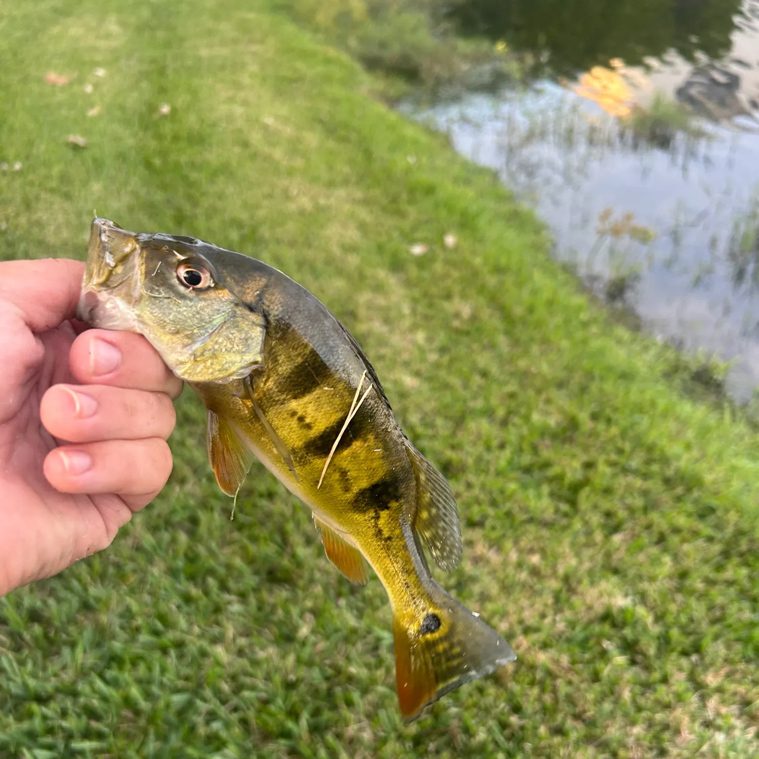 The most recent Butterfly peacock bass catches on Fishbrain