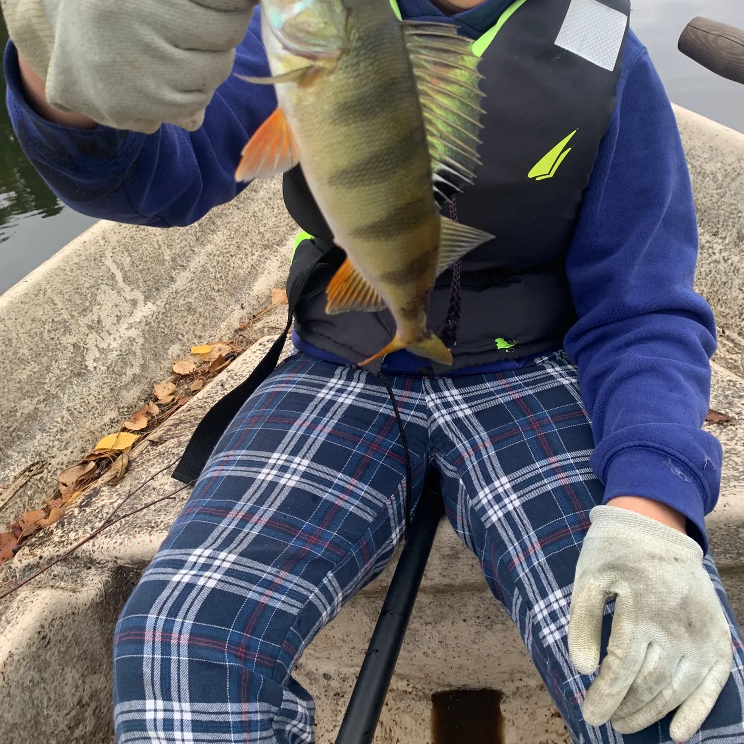 European perch caught on Fishbrain