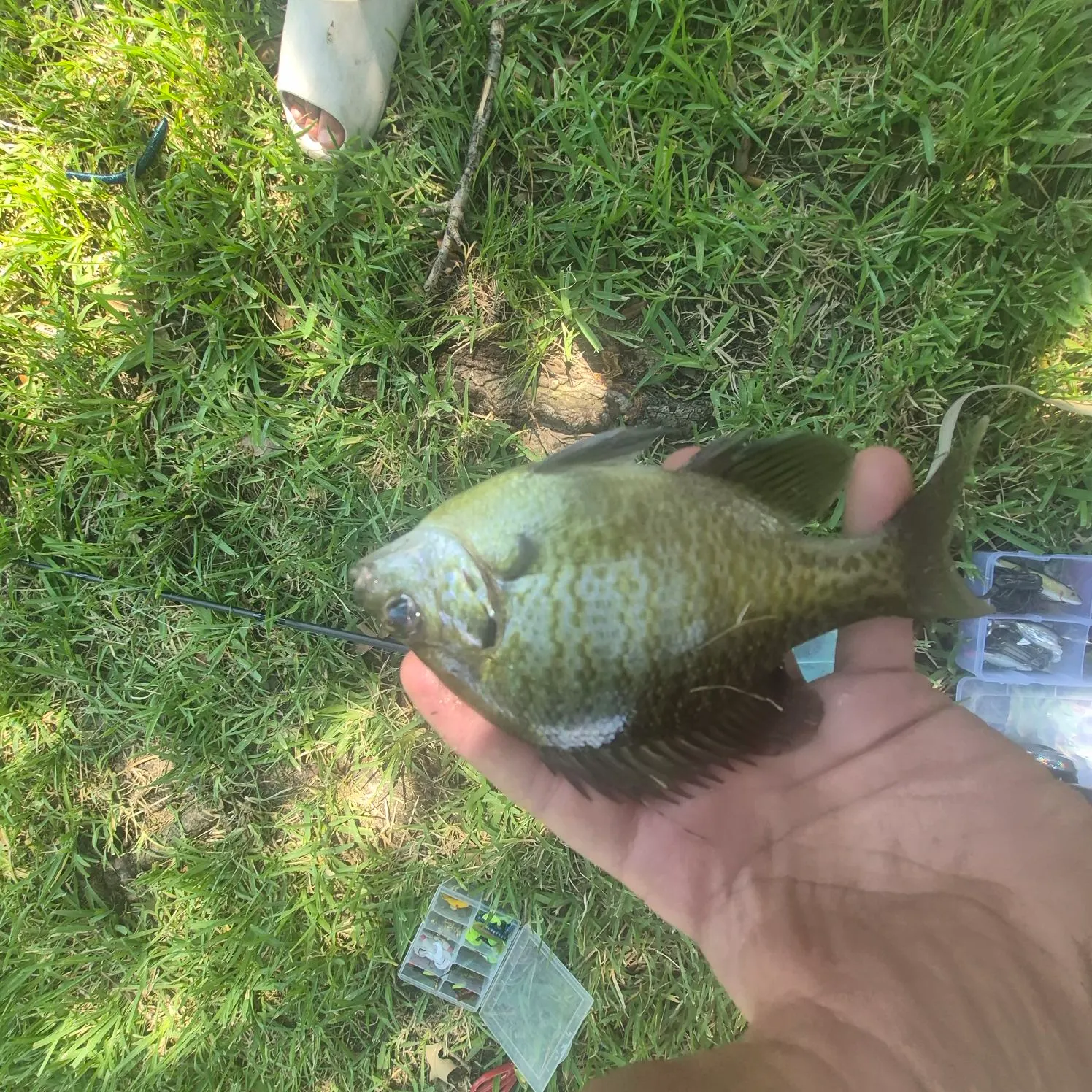 Bluegill caught on Fishbrain