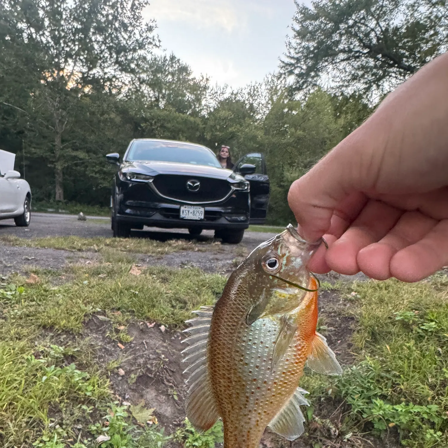 Redbreast sunfish caught on Fishbrain