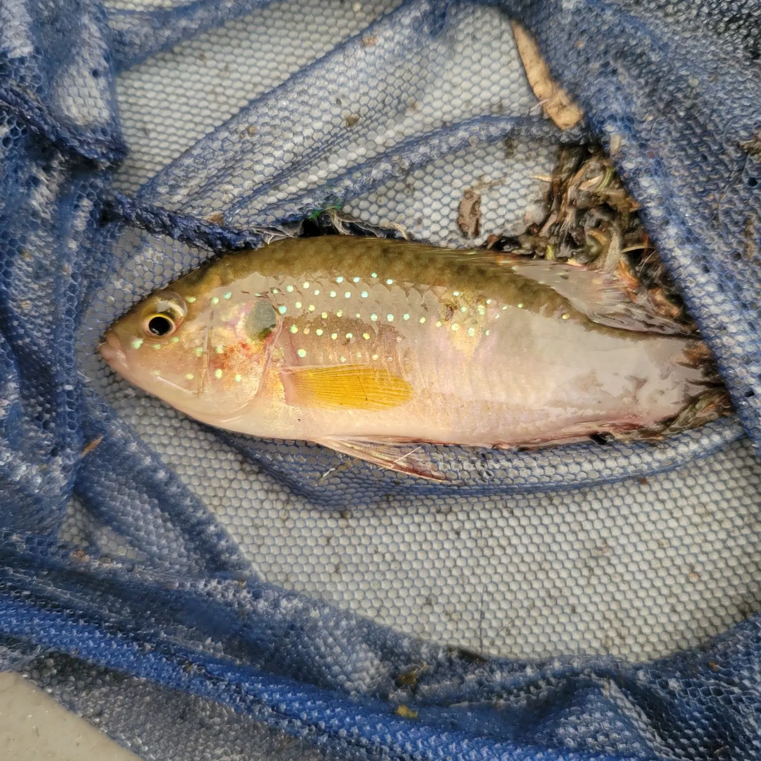 The most recent African Jewelfish catches on Fishbrain