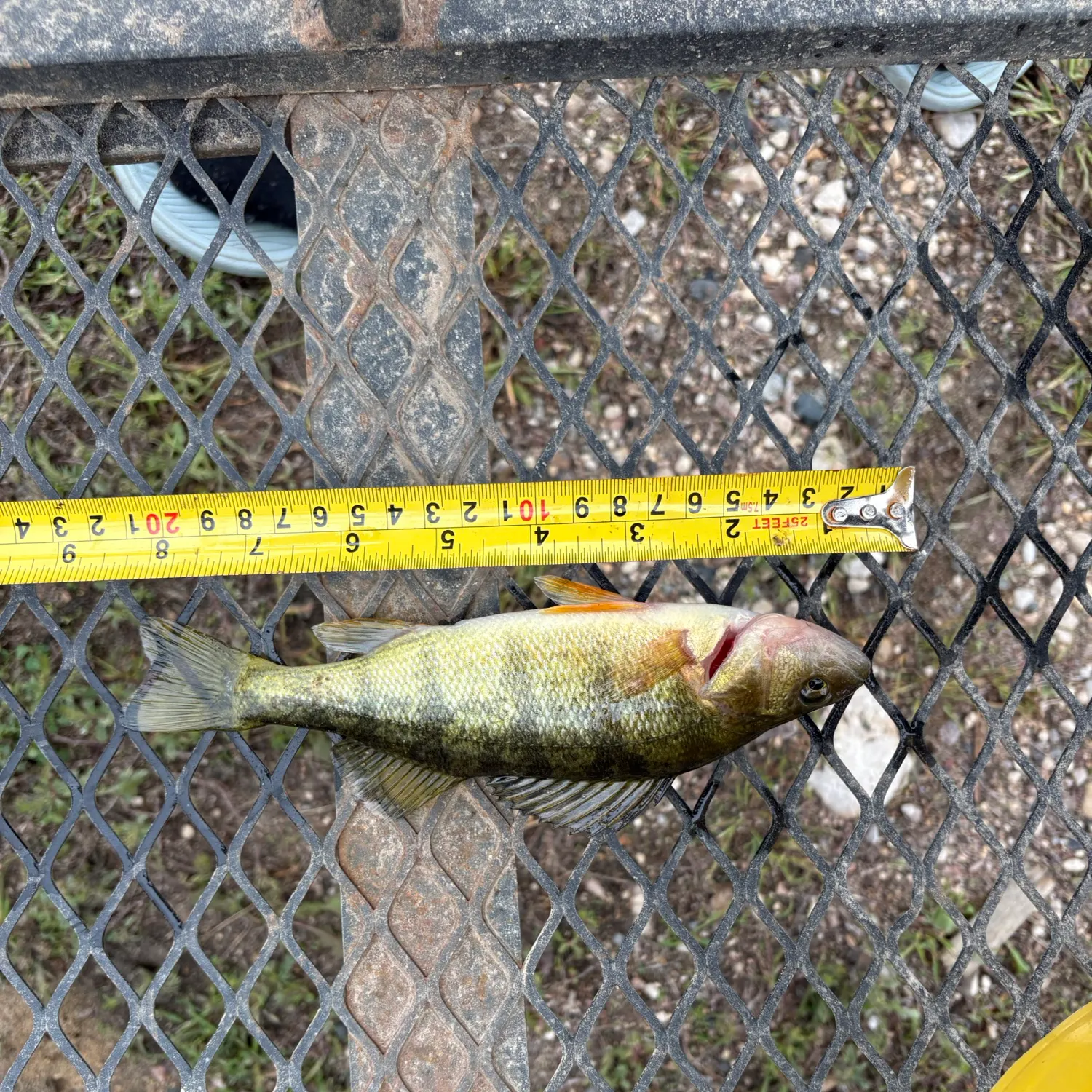 Yellow perch caught on Fishbrain