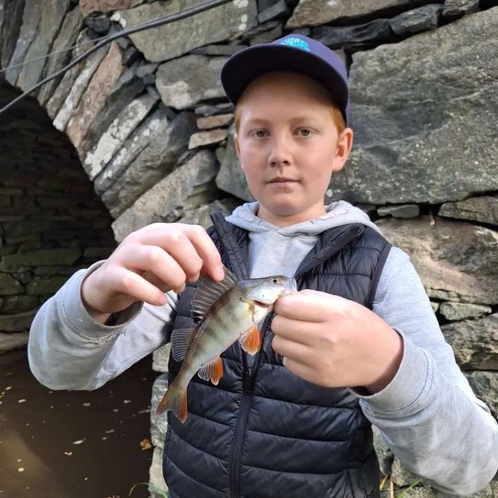 European perch caught on Fishbrain