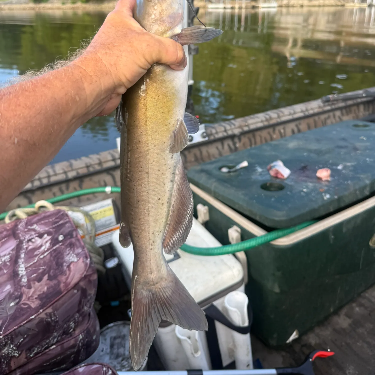 Channel catfish caught on Fishbrain