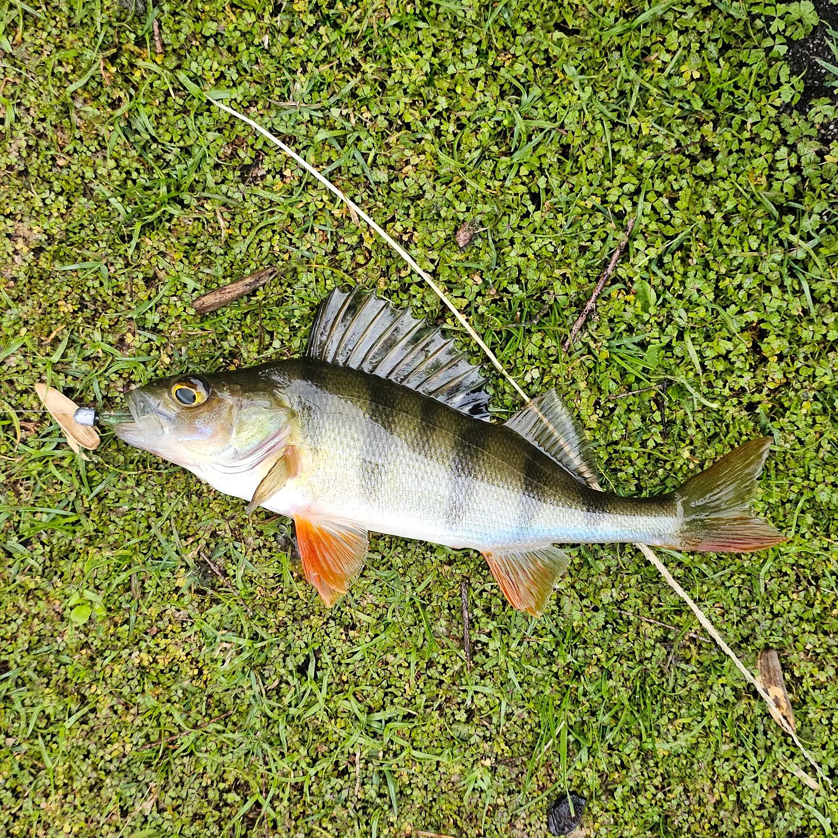 European perch caught on Fishbrain