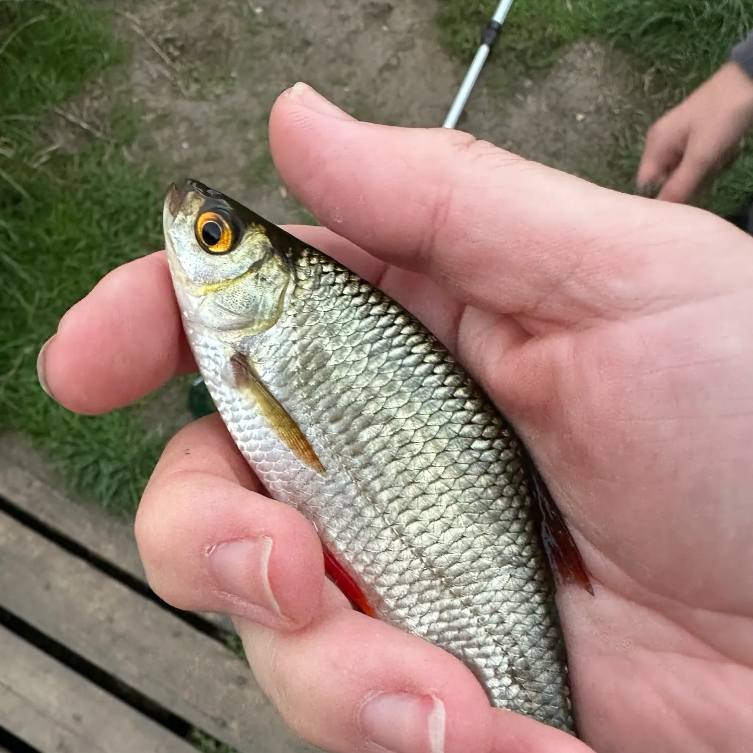 Common rudd caught on Fishbrain