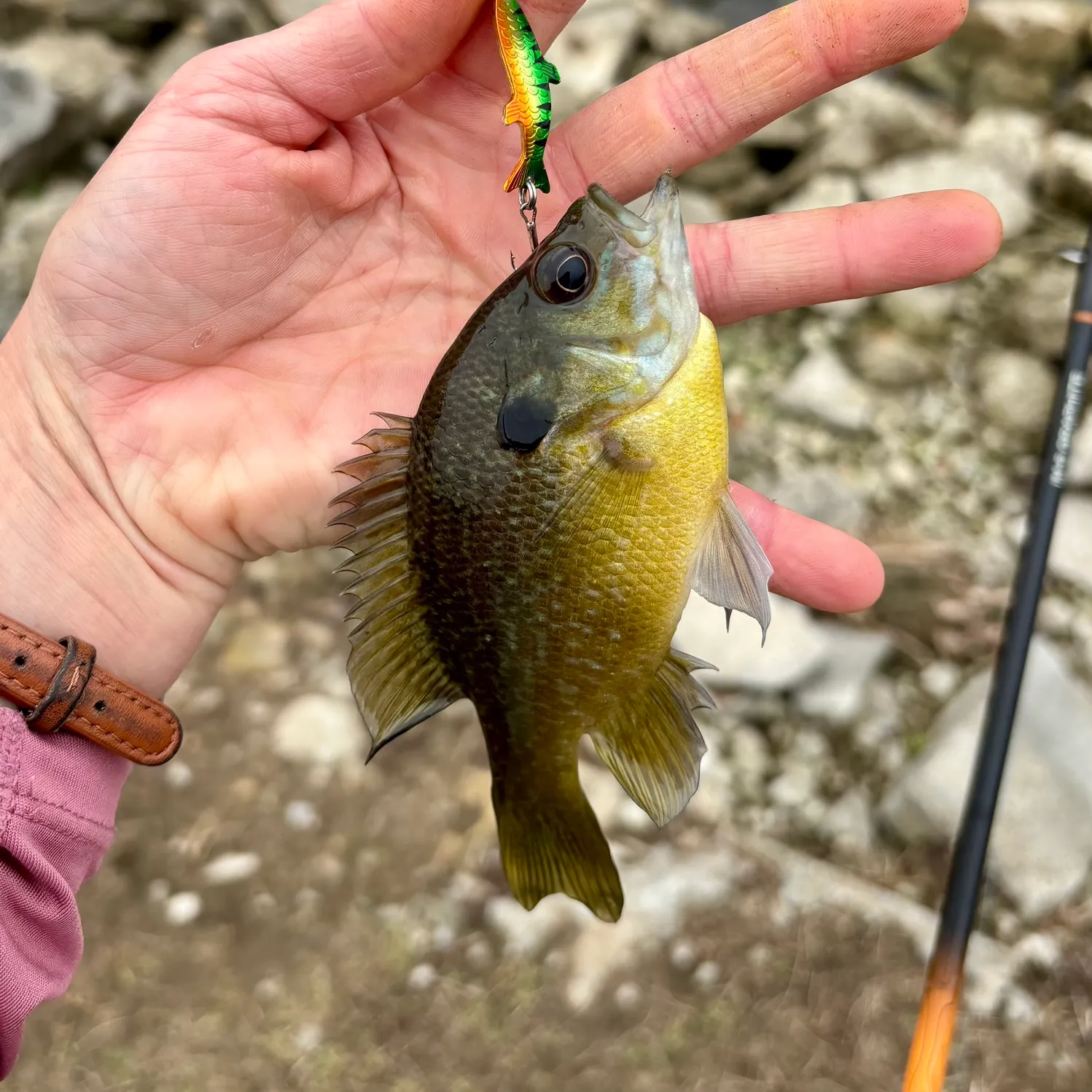 Green sunfish caught on Fishbrain