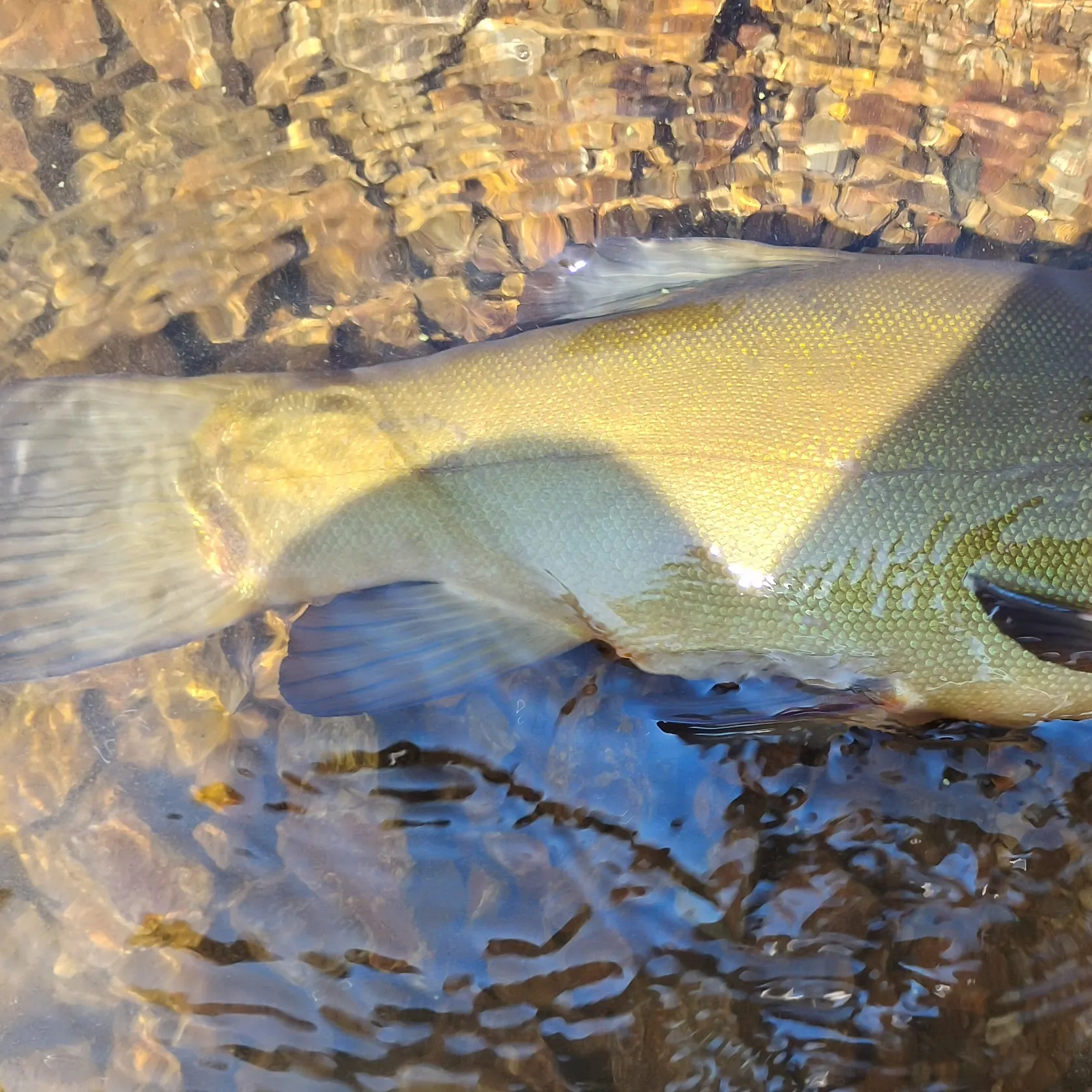 The most recent Tench catches on Fishbrain