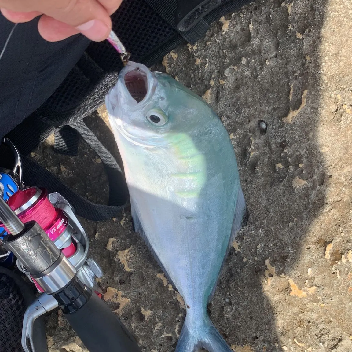 The most recent Derbio catches on Fishbrain