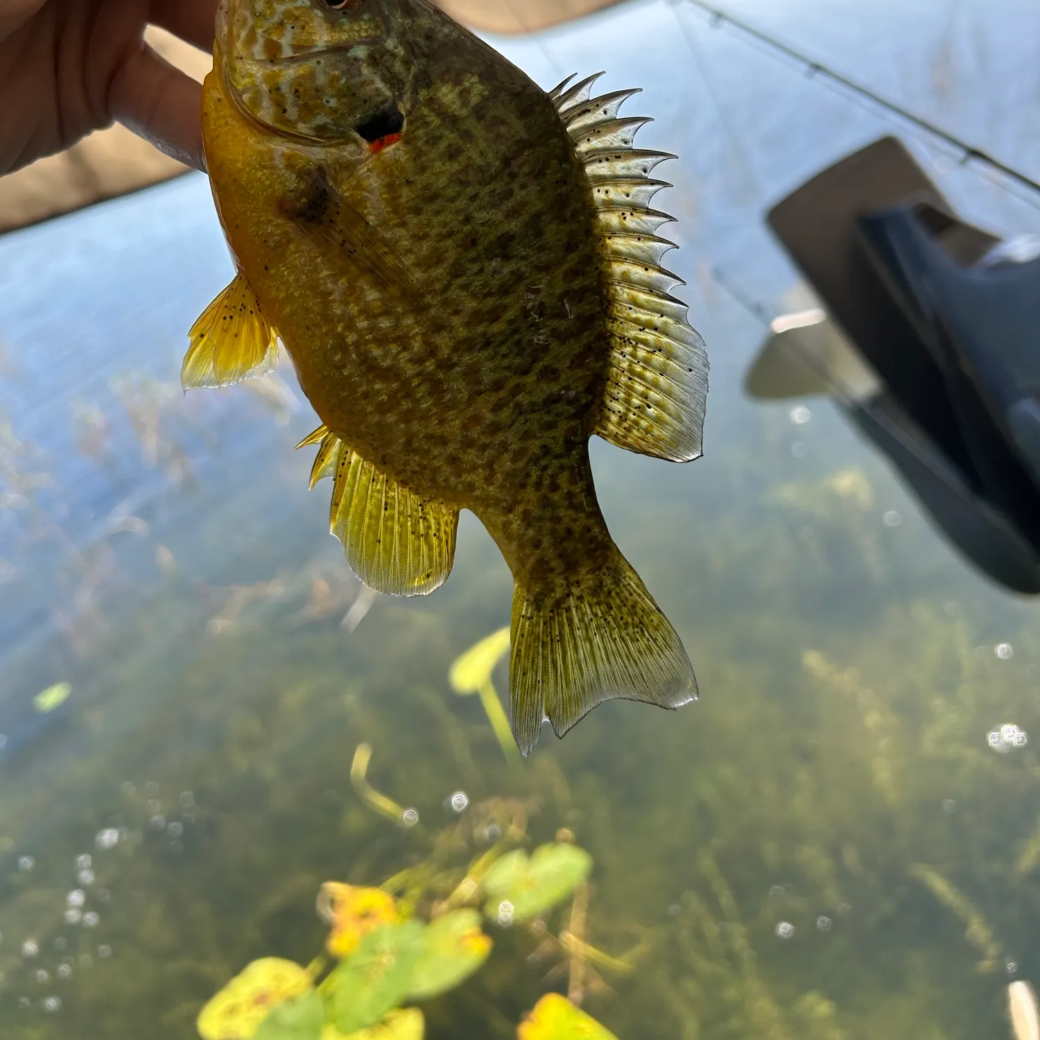 Pumpkinseed caught on Fishbrain